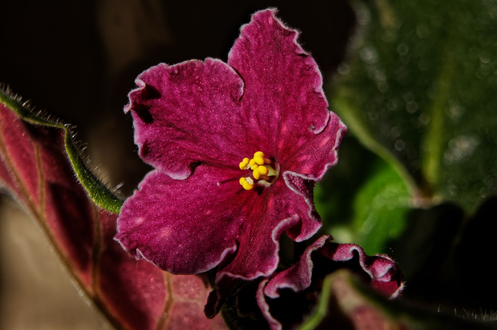 Canon EOS 500D (EOS Rebel T1i / EOS Kiss X3) sample photo. Macro, flower, bloom photography