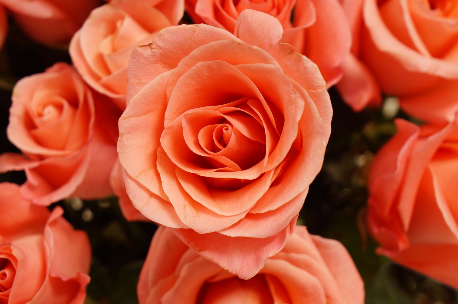Sony Alpha NEX-F3 + Sony E 18-55mm F3.5-5.6 OSS sample photo. Roses, background, beauty photography