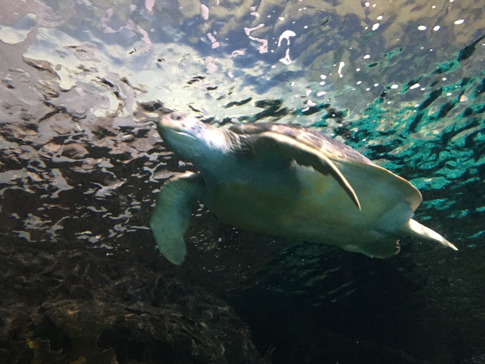 Apple iPhone 6s sample photo. Turtle, swimming, underwater photography