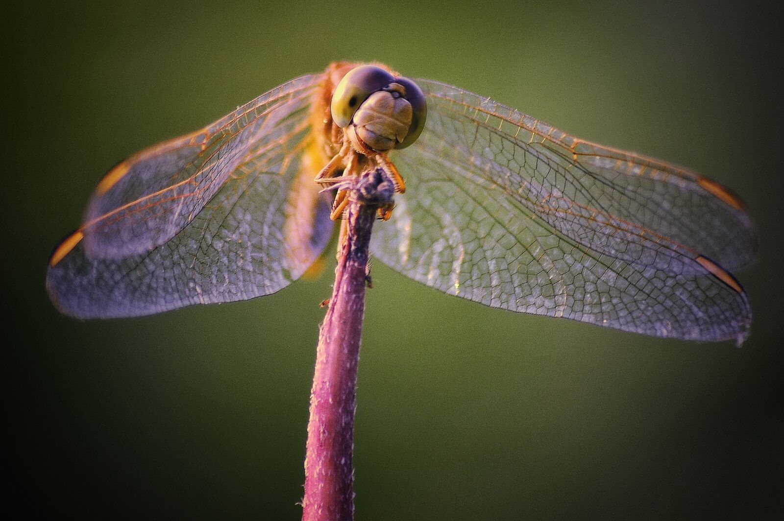 Nikon D5100 sample photo. Hopper, insects, natural photography