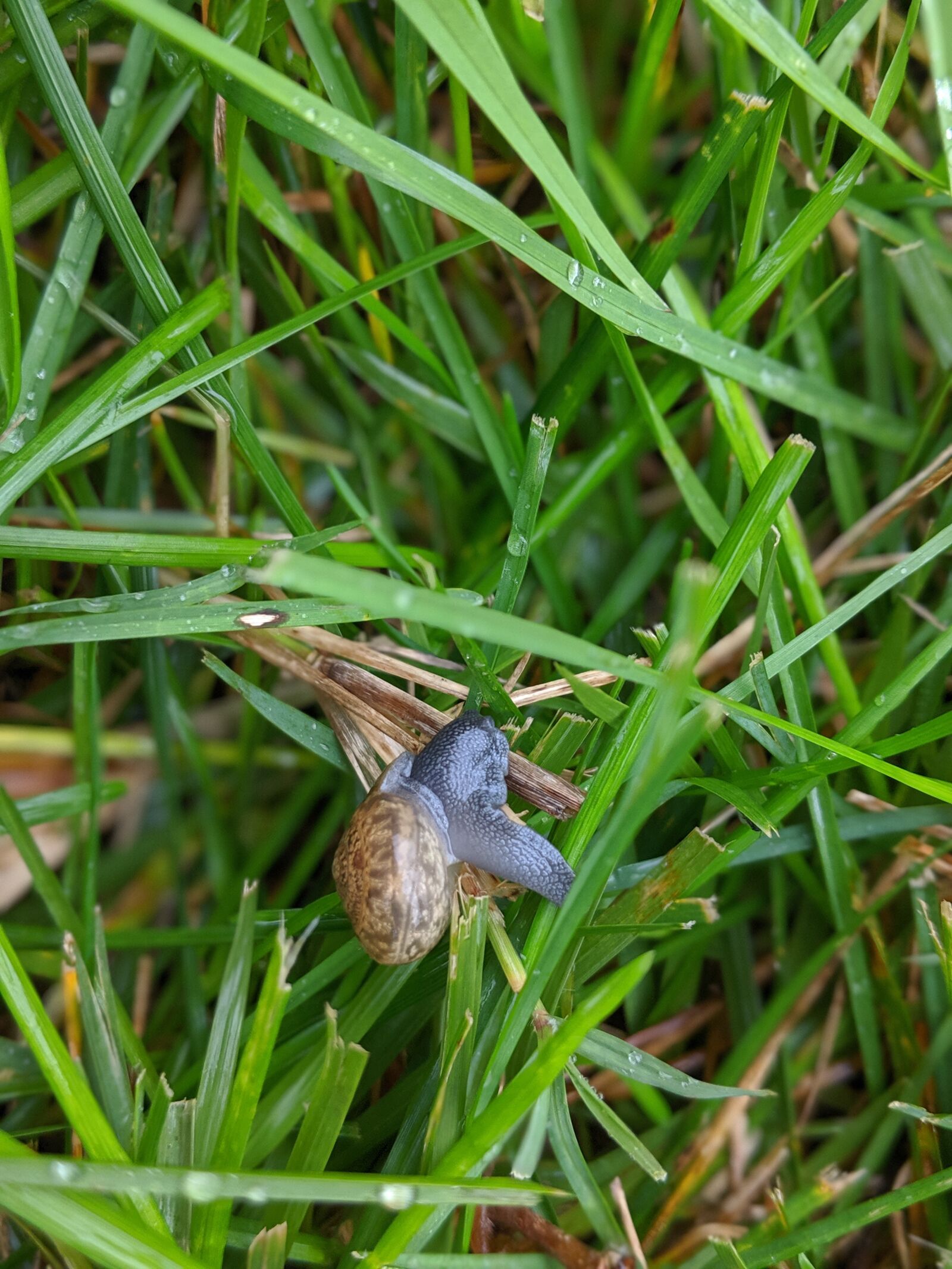 Google Pixel 2 sample photo. Snail, grass, summer photography