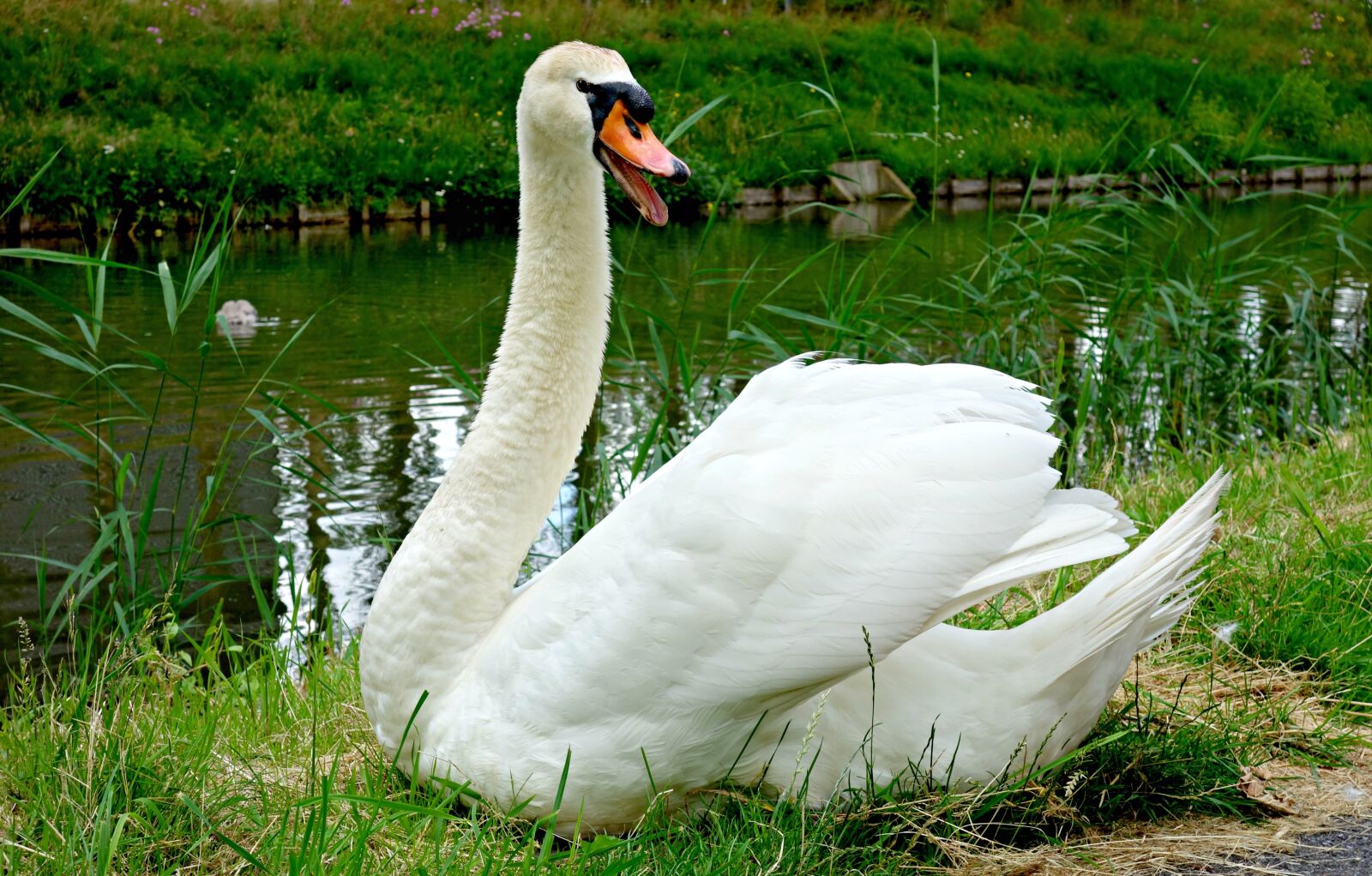 Sony Cyber-shot DSC-RX100 sample photo. Swan, bird, waterfowl photography