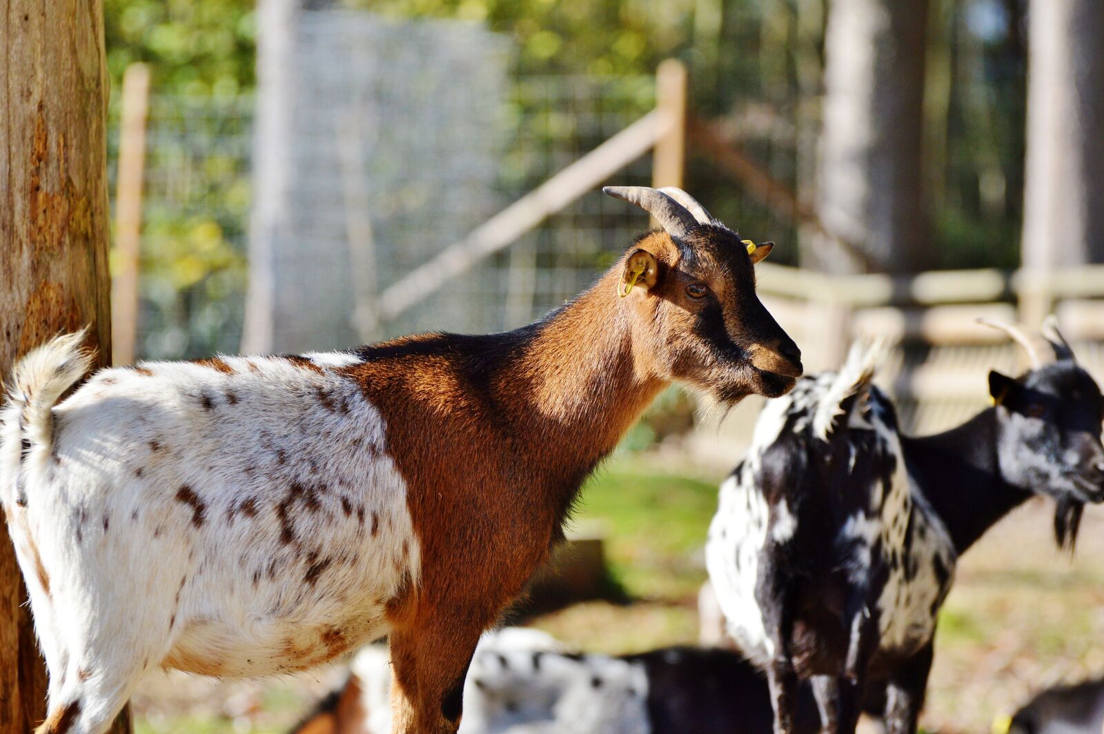 Nikon D3200 sample photo. Goat, livestock, billy goat photography