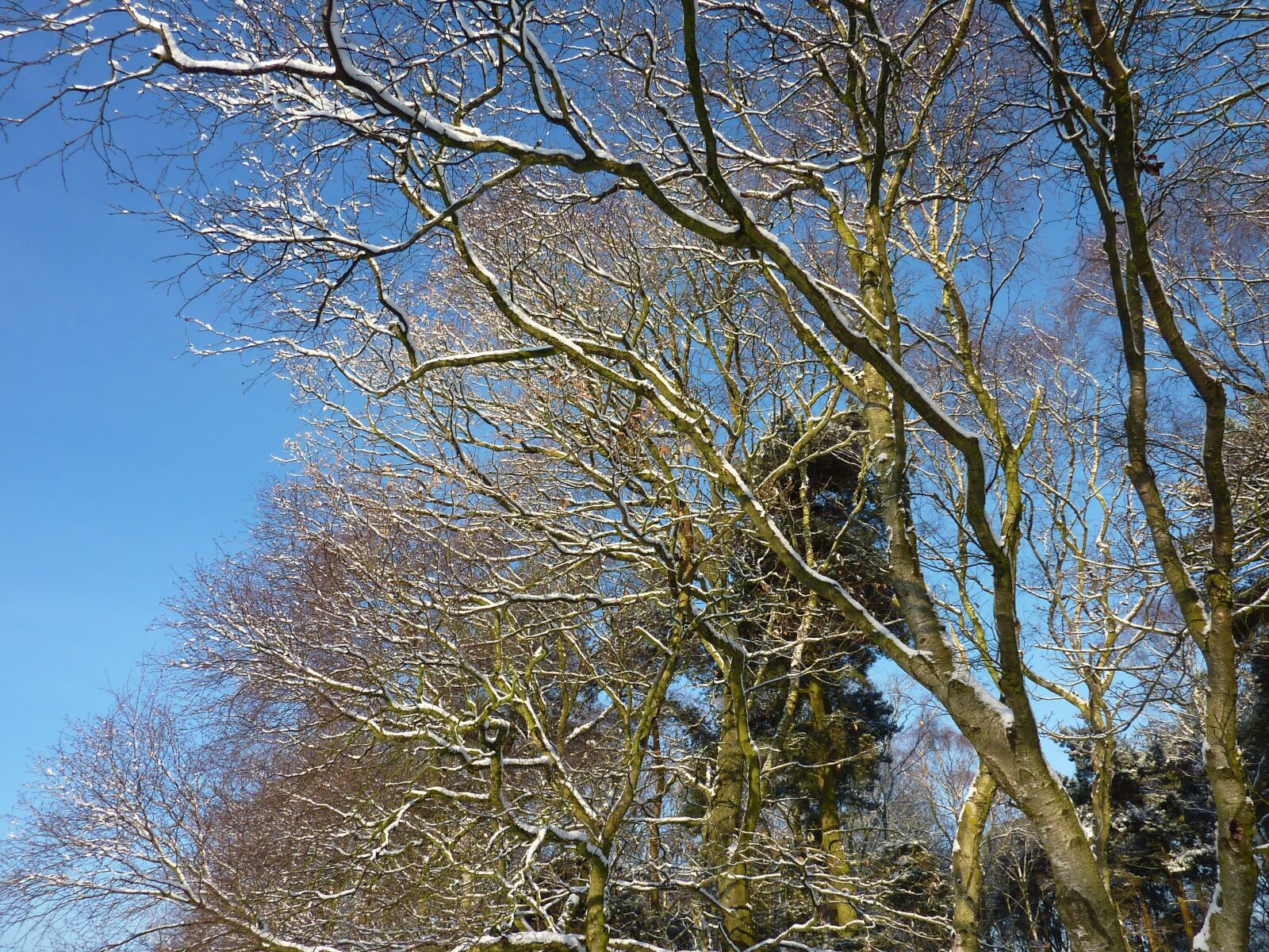 Panasonic DMC-TZ7 sample photo. Winter, tree, sky photography