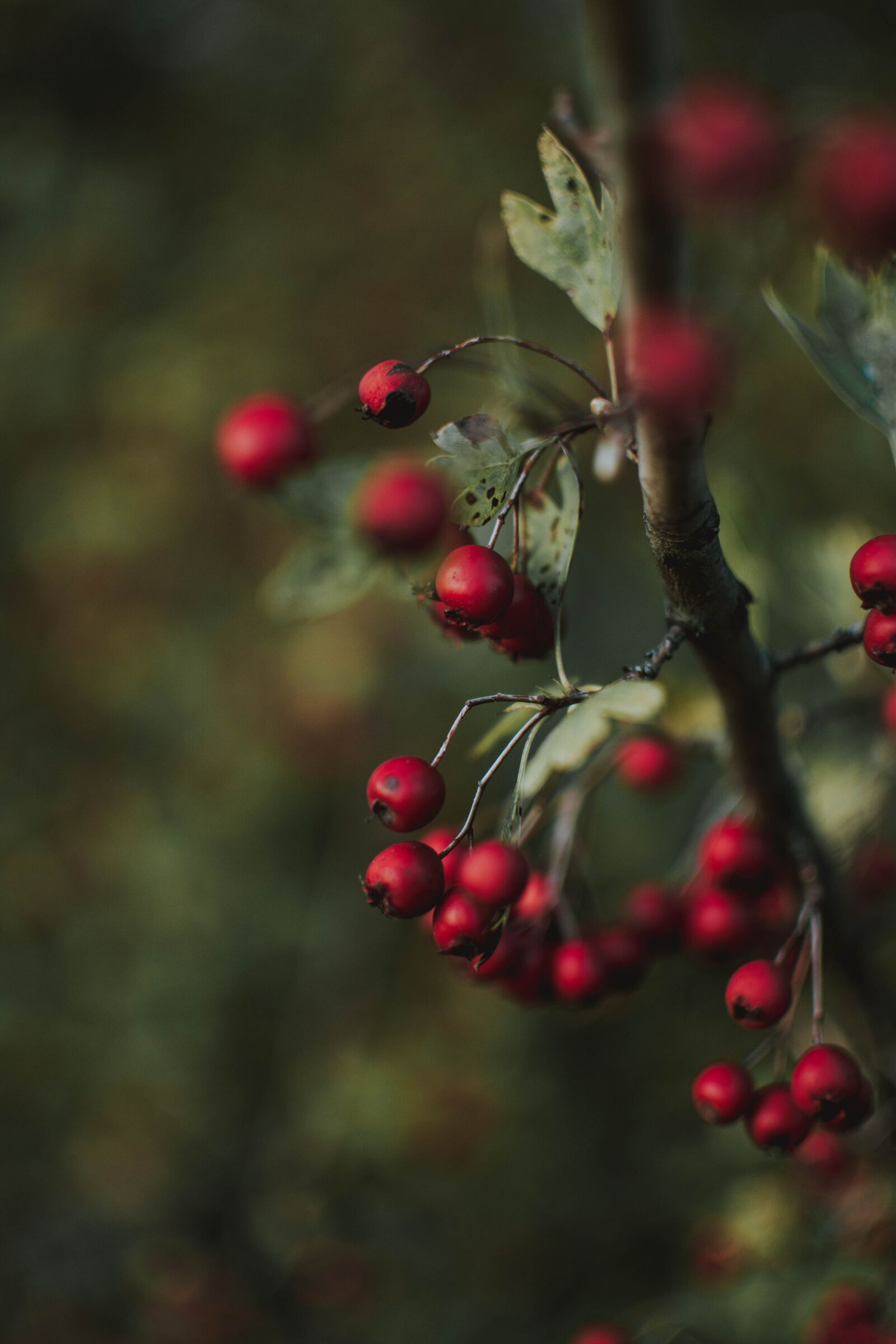 Nikon D5200 sample photo. Red, berries, nature photography