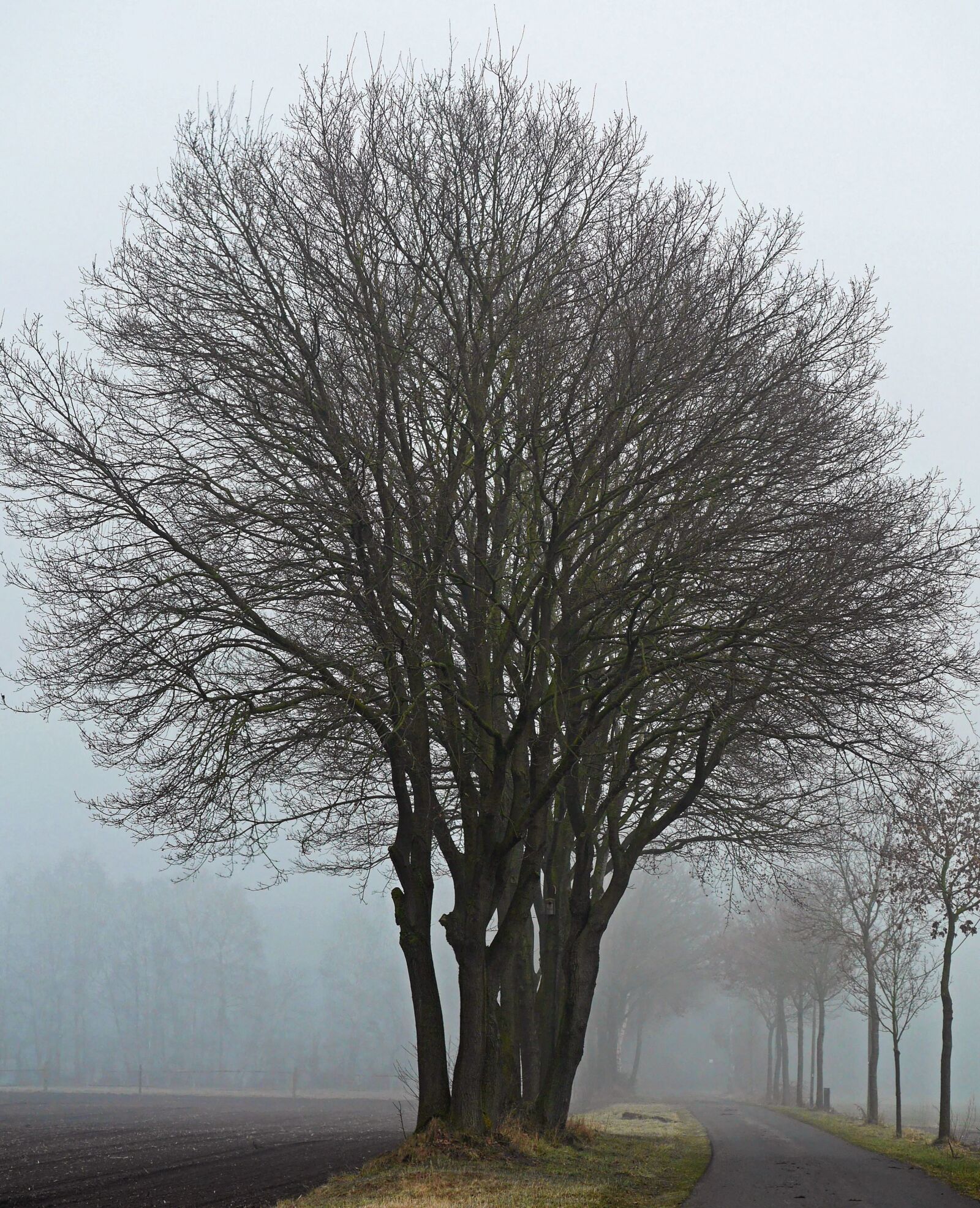 Panasonic Lumix DMC-GH3 sample photo. Cold, weather, forest, tree photography