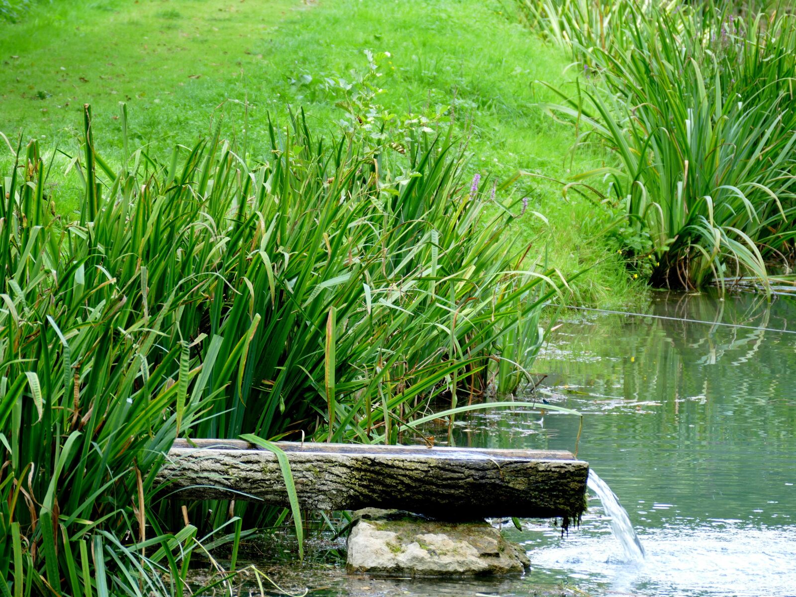 Panasonic Lumix DMC-FZ1000 sample photo. Lake, reed, water photography