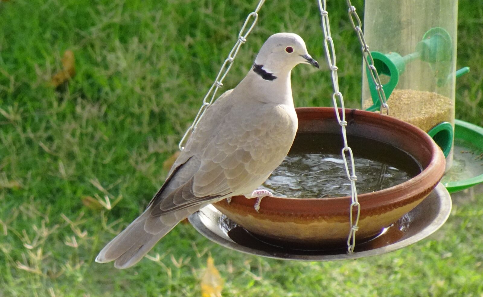 Sony DSC-WX800 sample photo. Bird, dove, eurasian collared photography