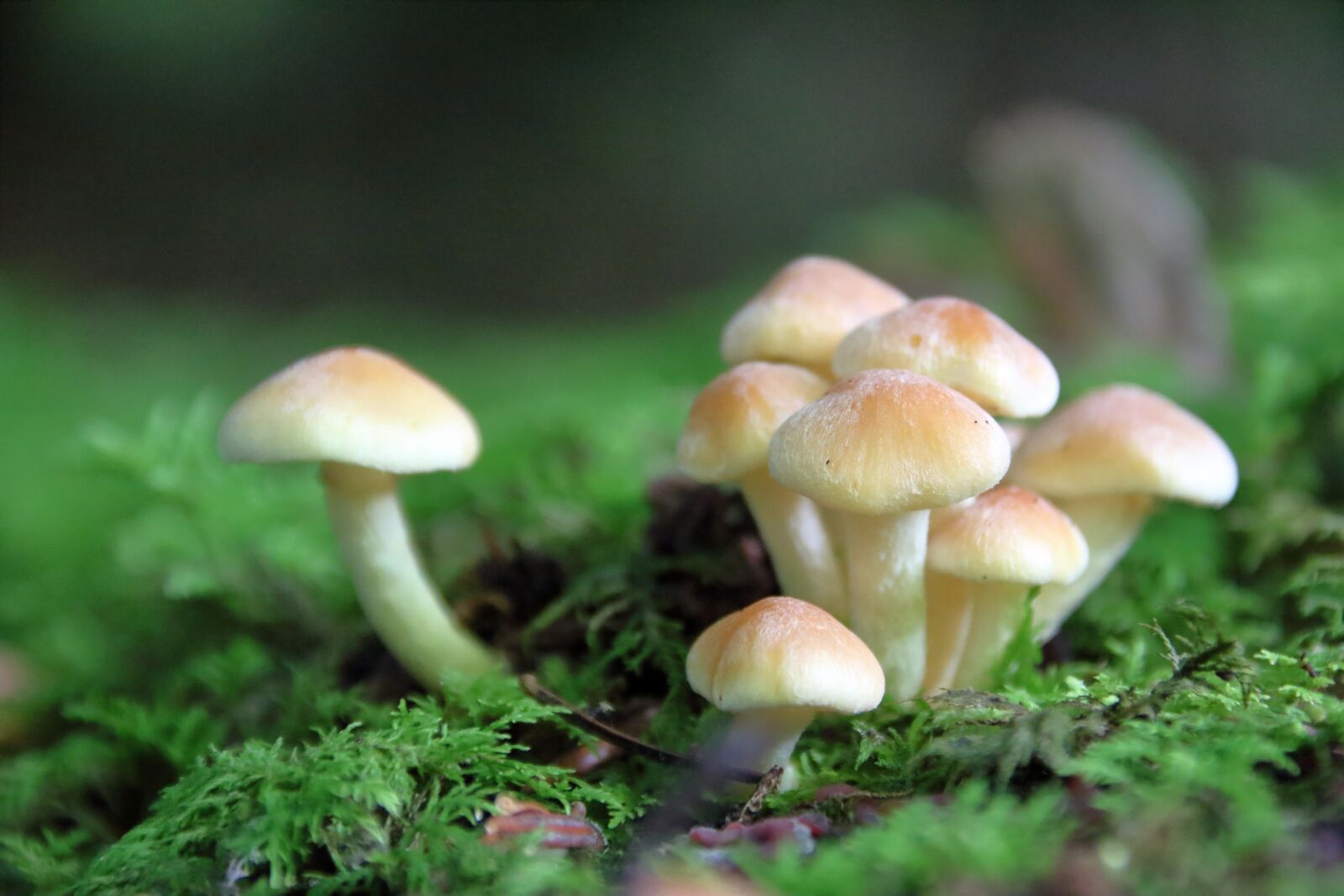 Canon EOS 1200D (EOS Rebel T5 / EOS Kiss X70 / EOS Hi) sample photo. Mushroom, forest mushroom, forest photography