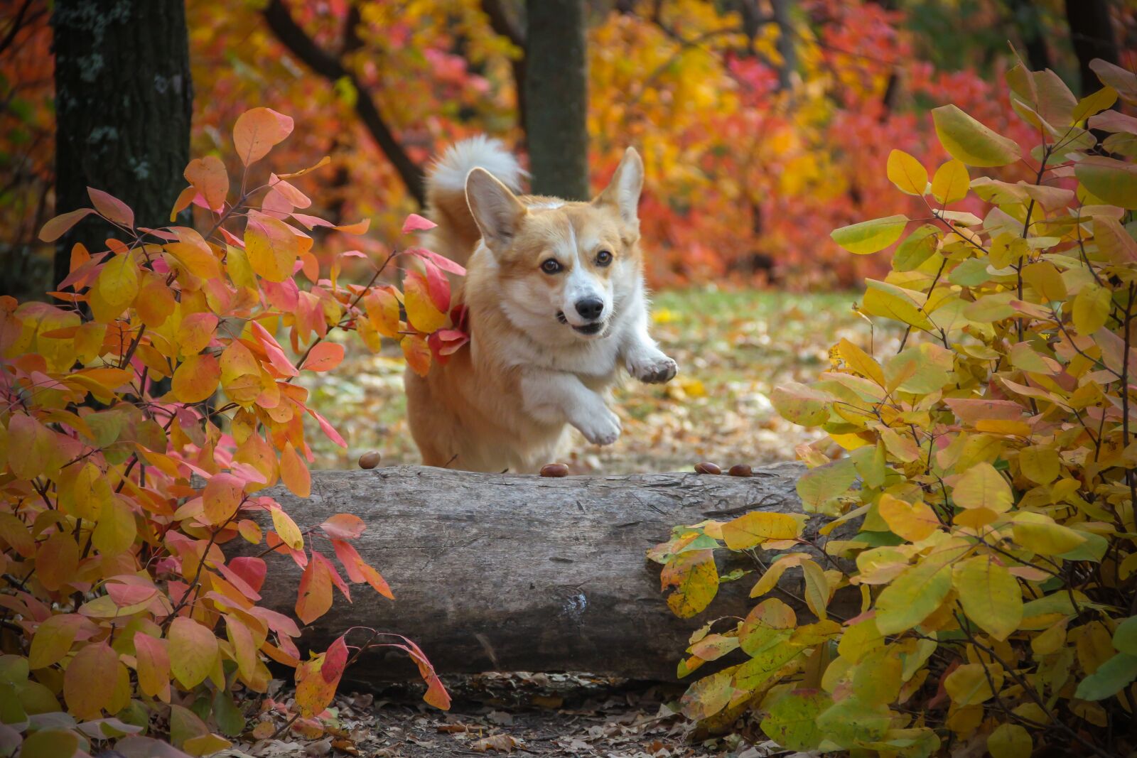 Canon EOS 550D (EOS Rebel T2i / EOS Kiss X4) sample photo. Corgi, dog, log photography