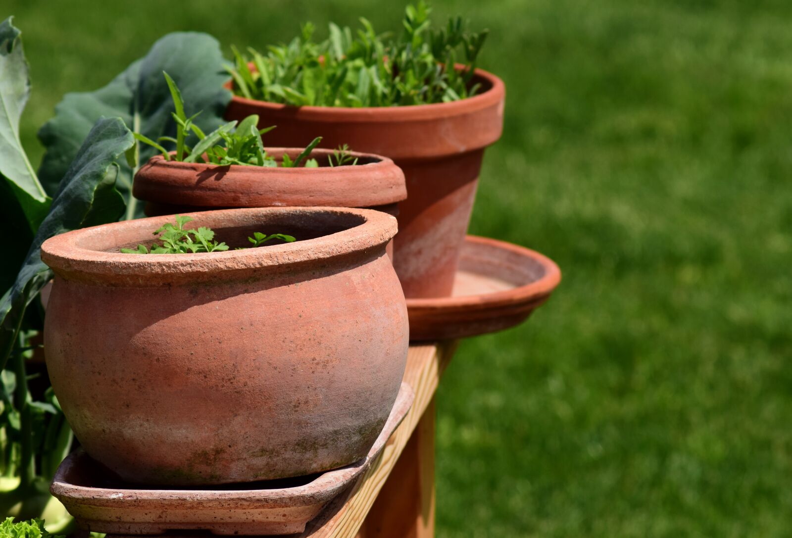 Nikon D3300 sample photo. Garden, plant pots, herbs photography
