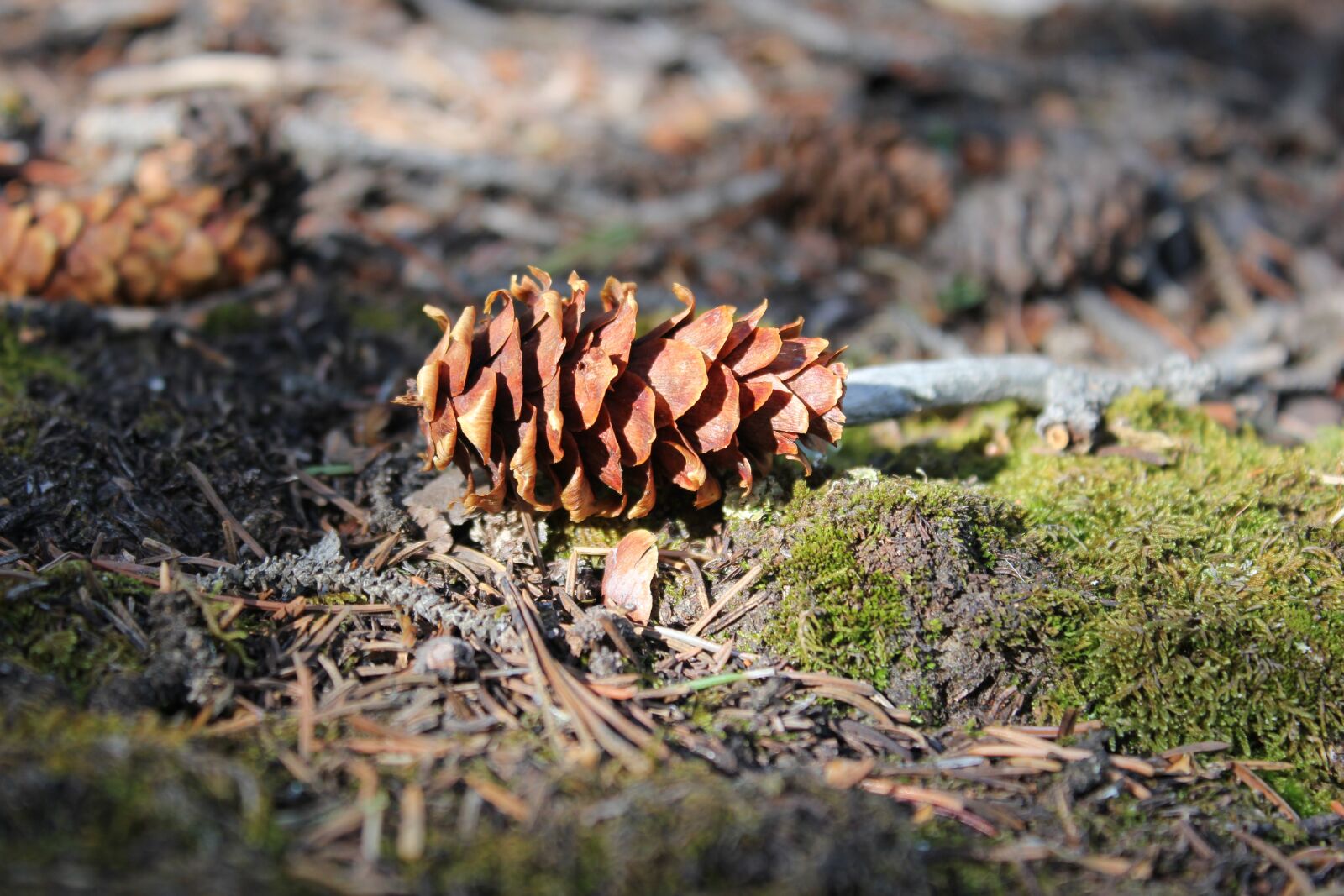 Canon EOS 550D (EOS Rebel T2i / EOS Kiss X4) sample photo. Outdoors, colorado, pikes peak photography