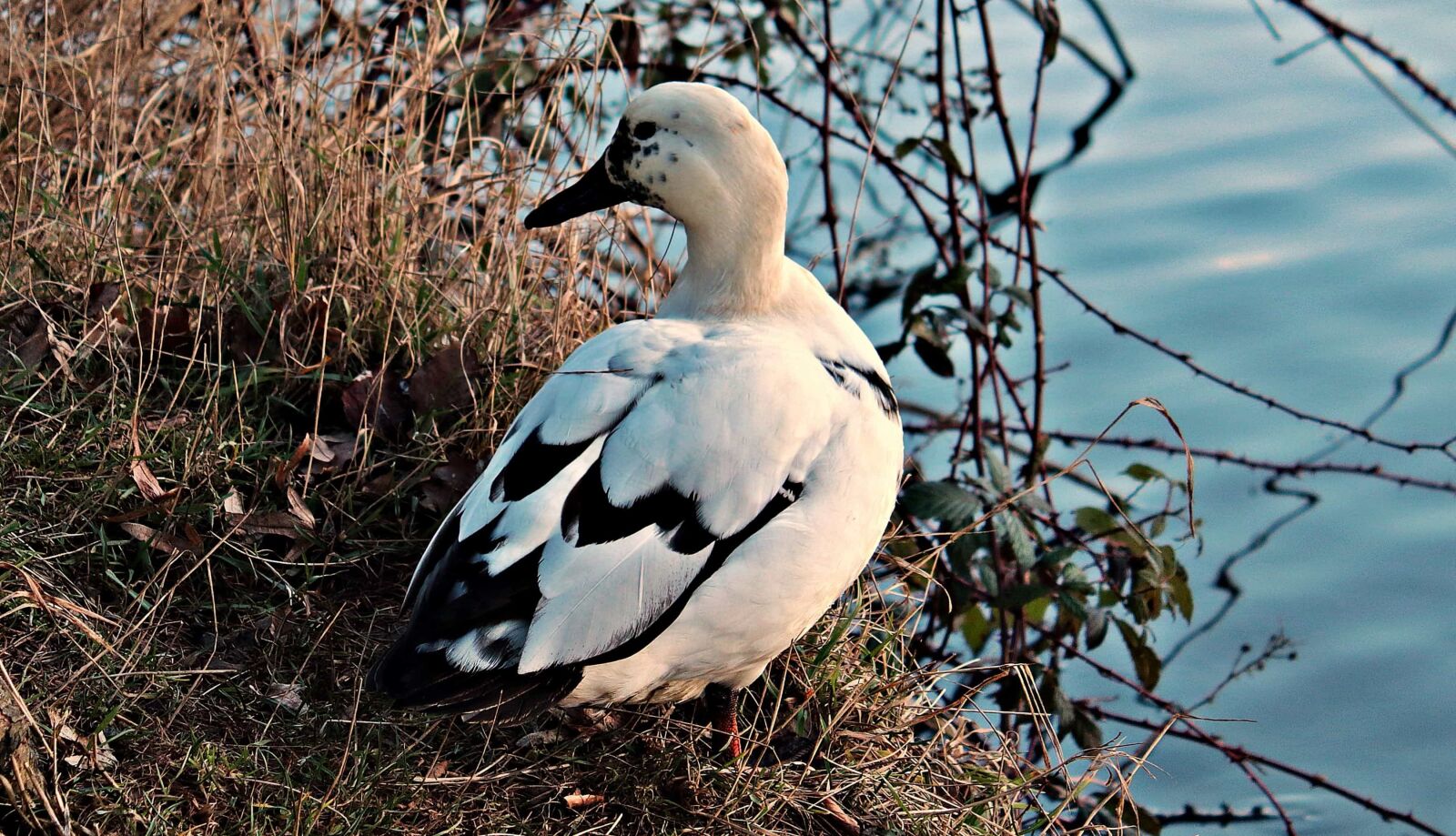 Canon EOS 80D sample photo. Wildlife, duck, nature, animal photography
