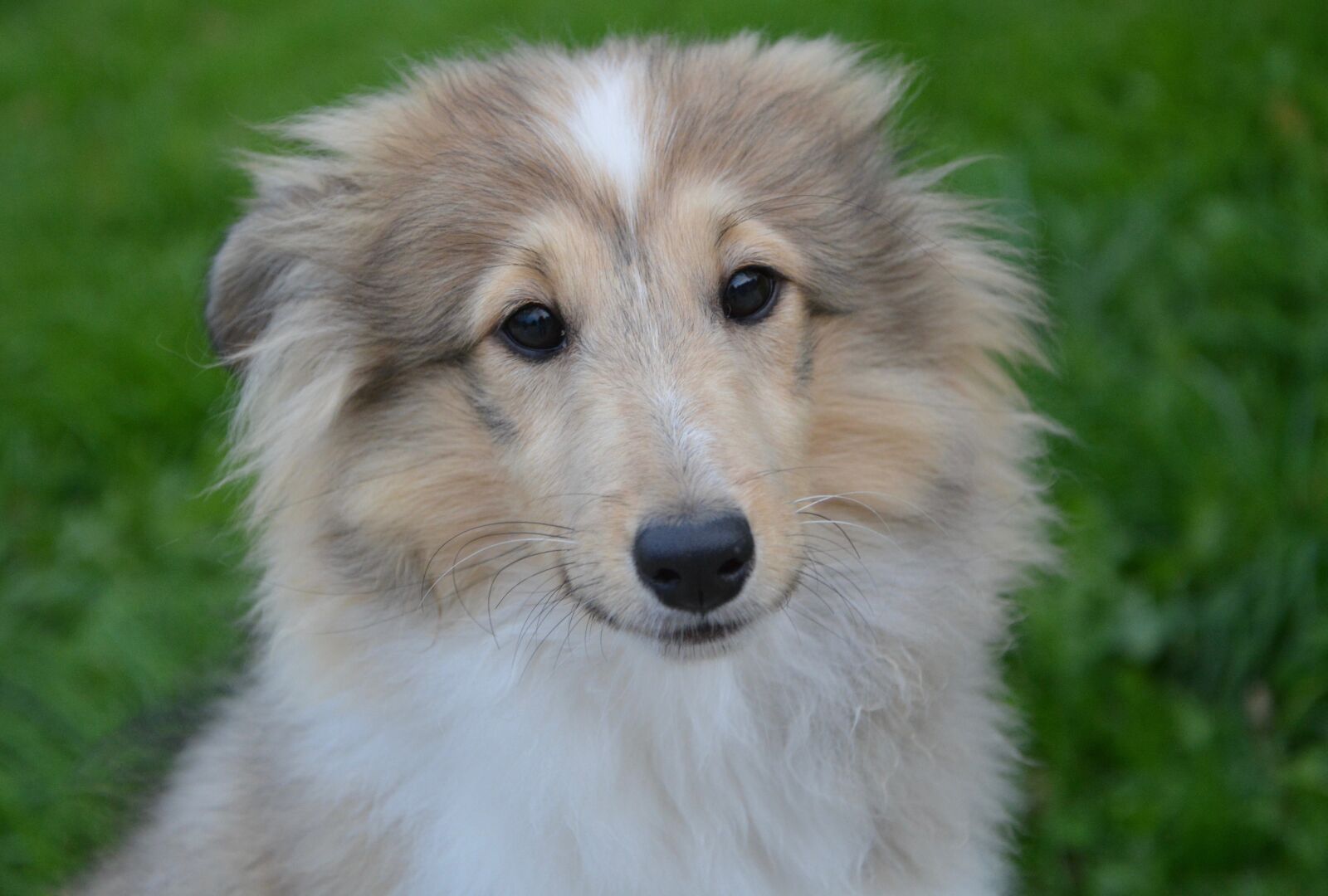 Nikon D5200 sample photo. Dog, puppy, pup photography