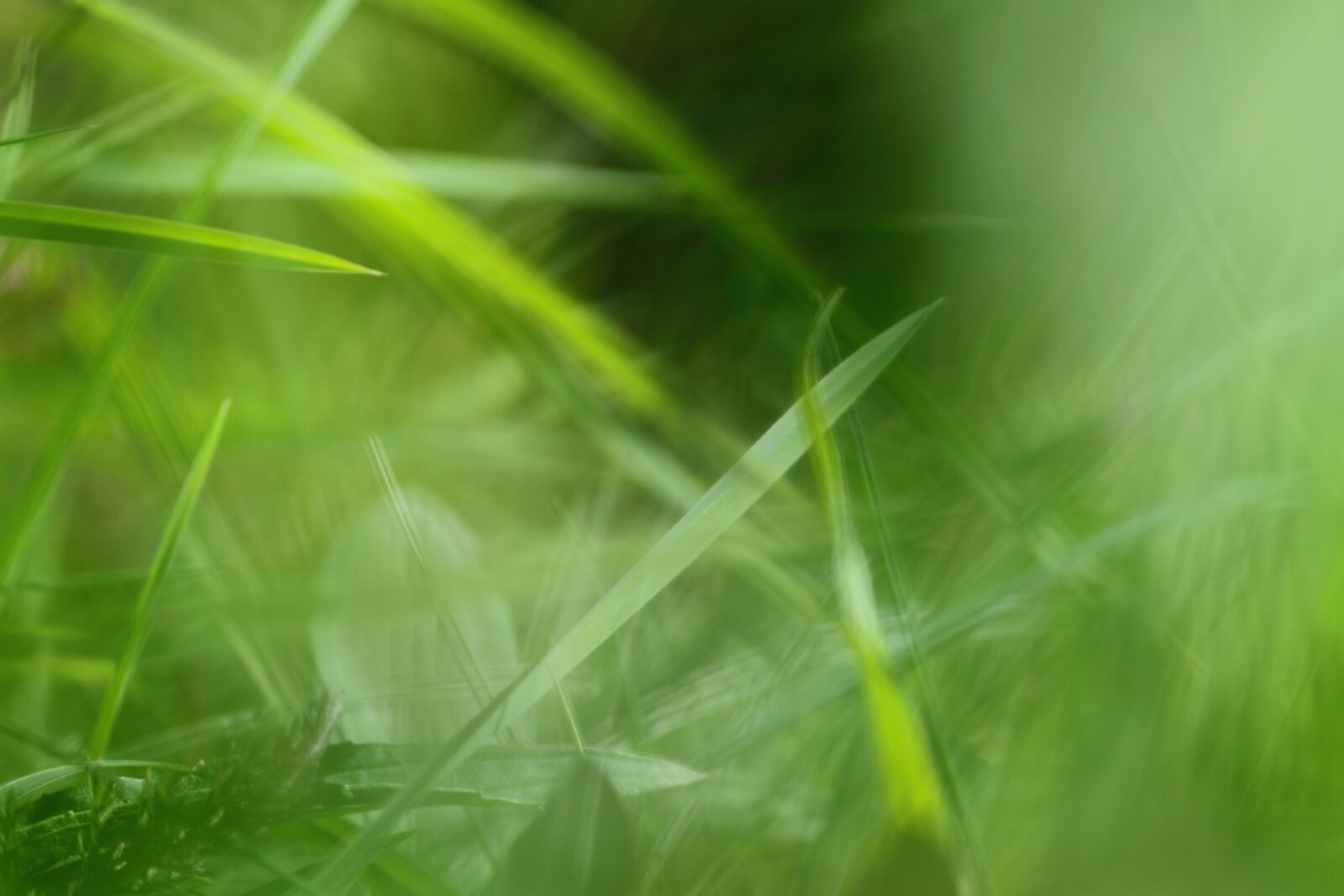 Canon EOS 50D sample photo. Grass, field, meadow photography