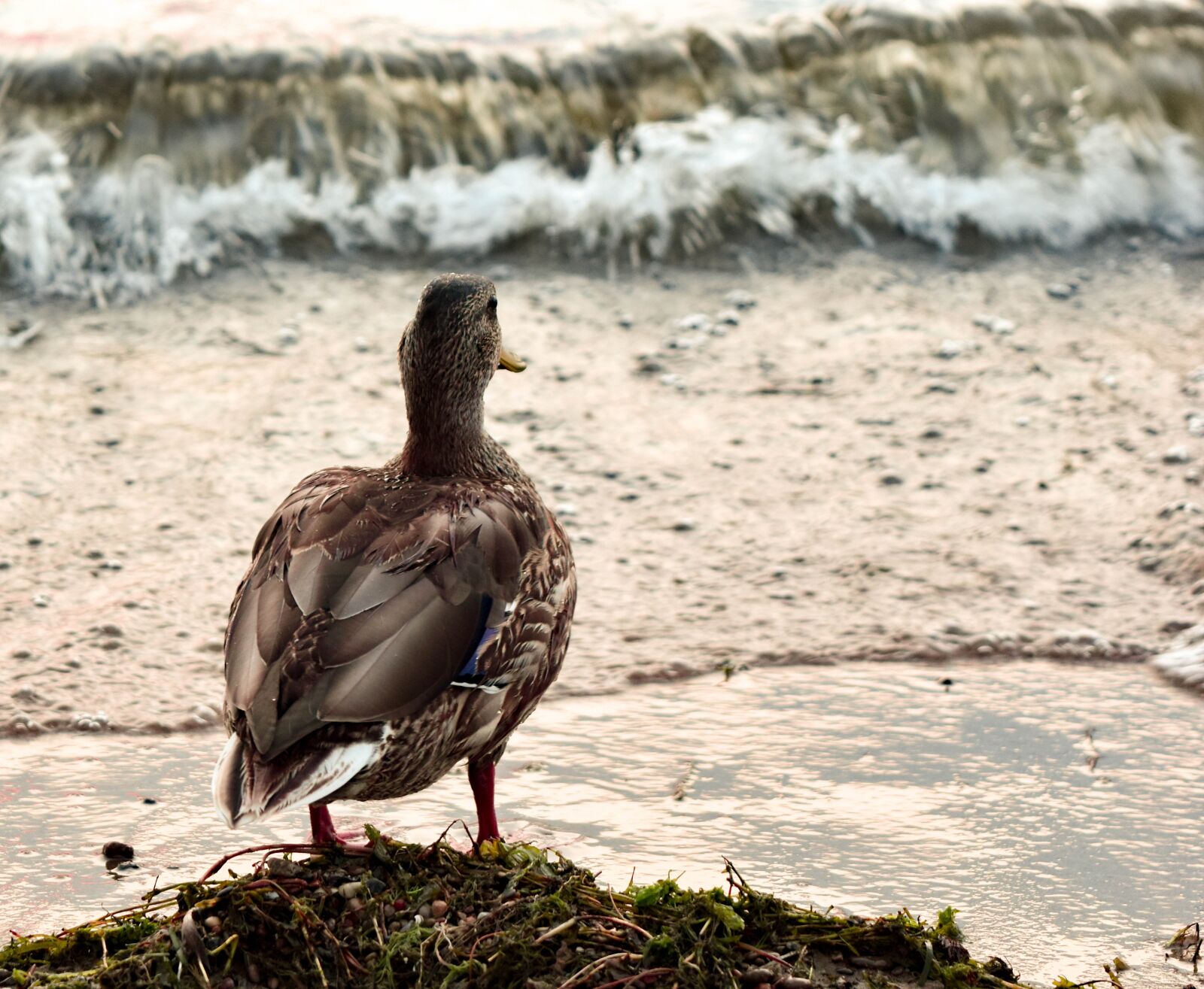 Nikon D5500 sample photo. Lake, shoreline, ducks photography