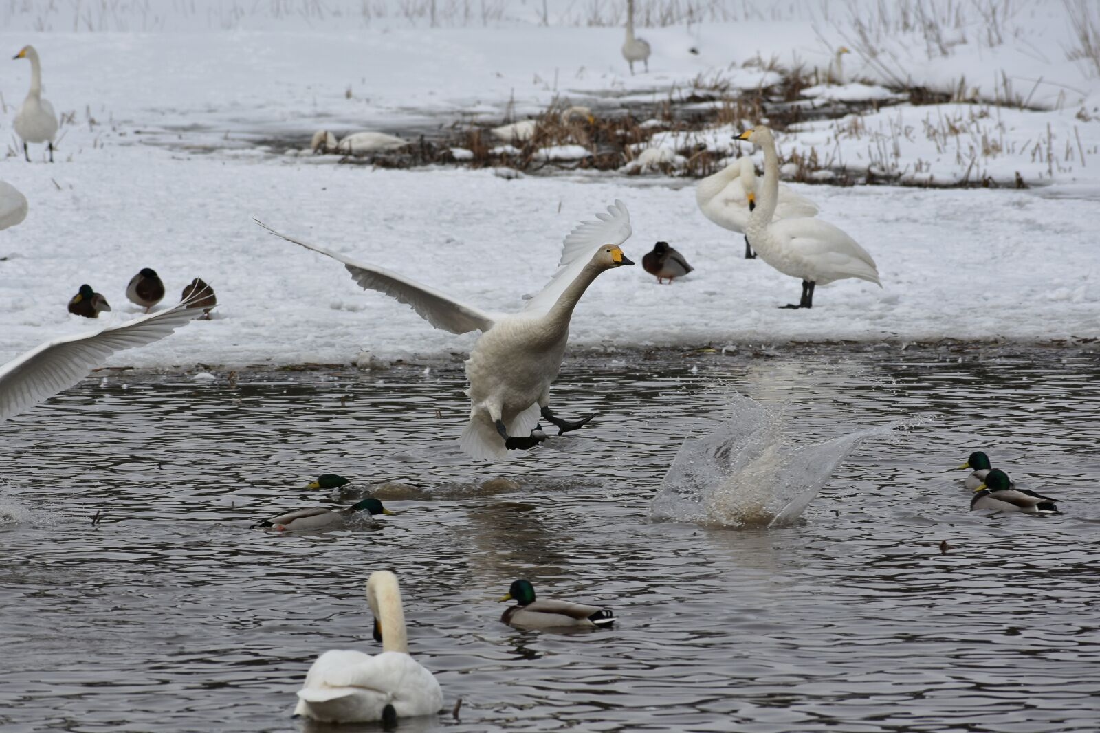 Nikon D7200 sample photo. Animal, lake, waterside photography