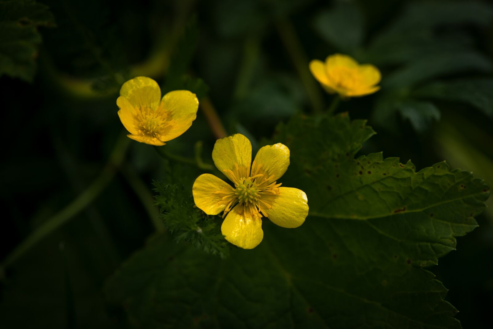 Nikon D750 sample photo. Flowers, yellow flowers, yellow photography