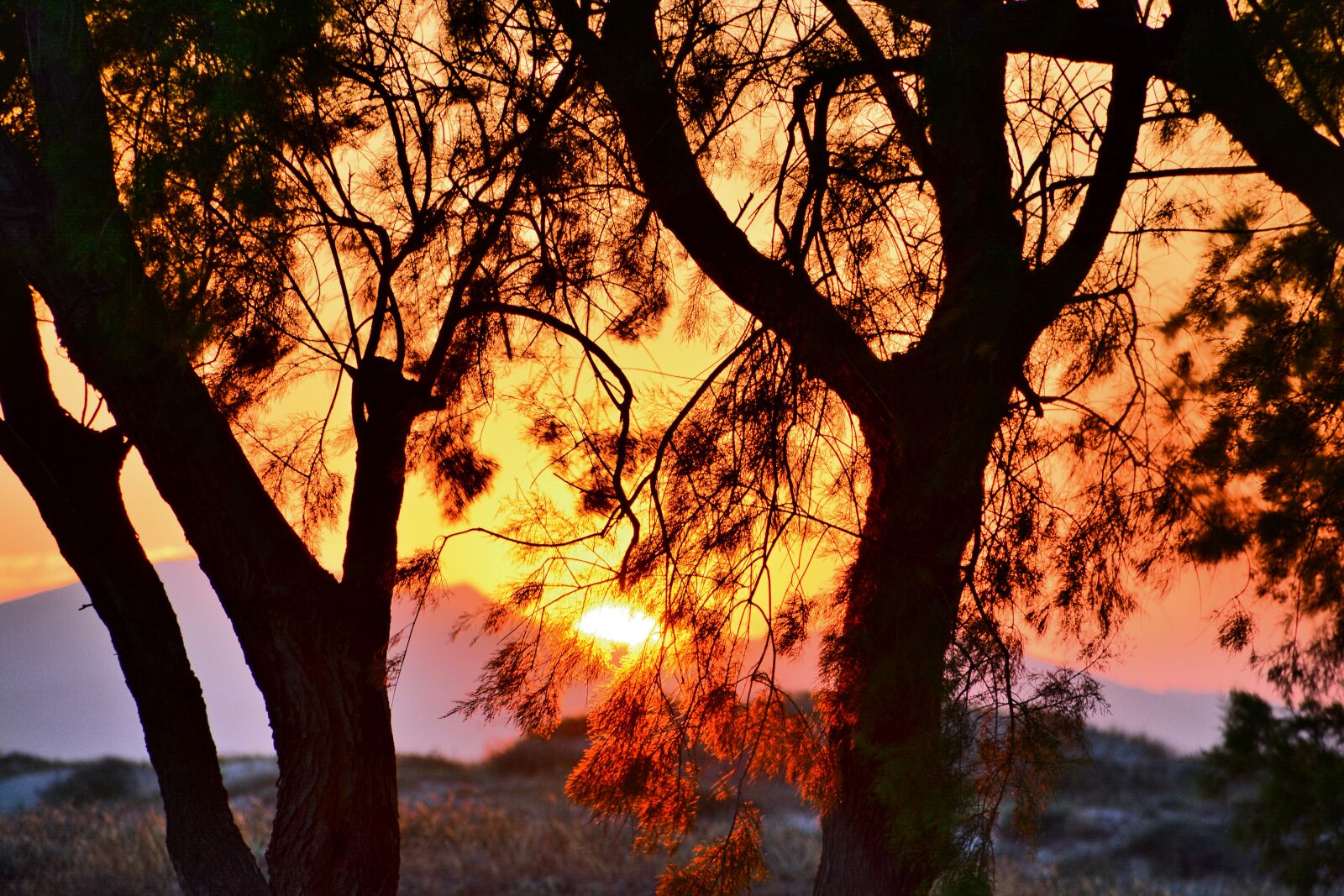 Nikon D5200 sample photo. Sunset, tree, landscape photography