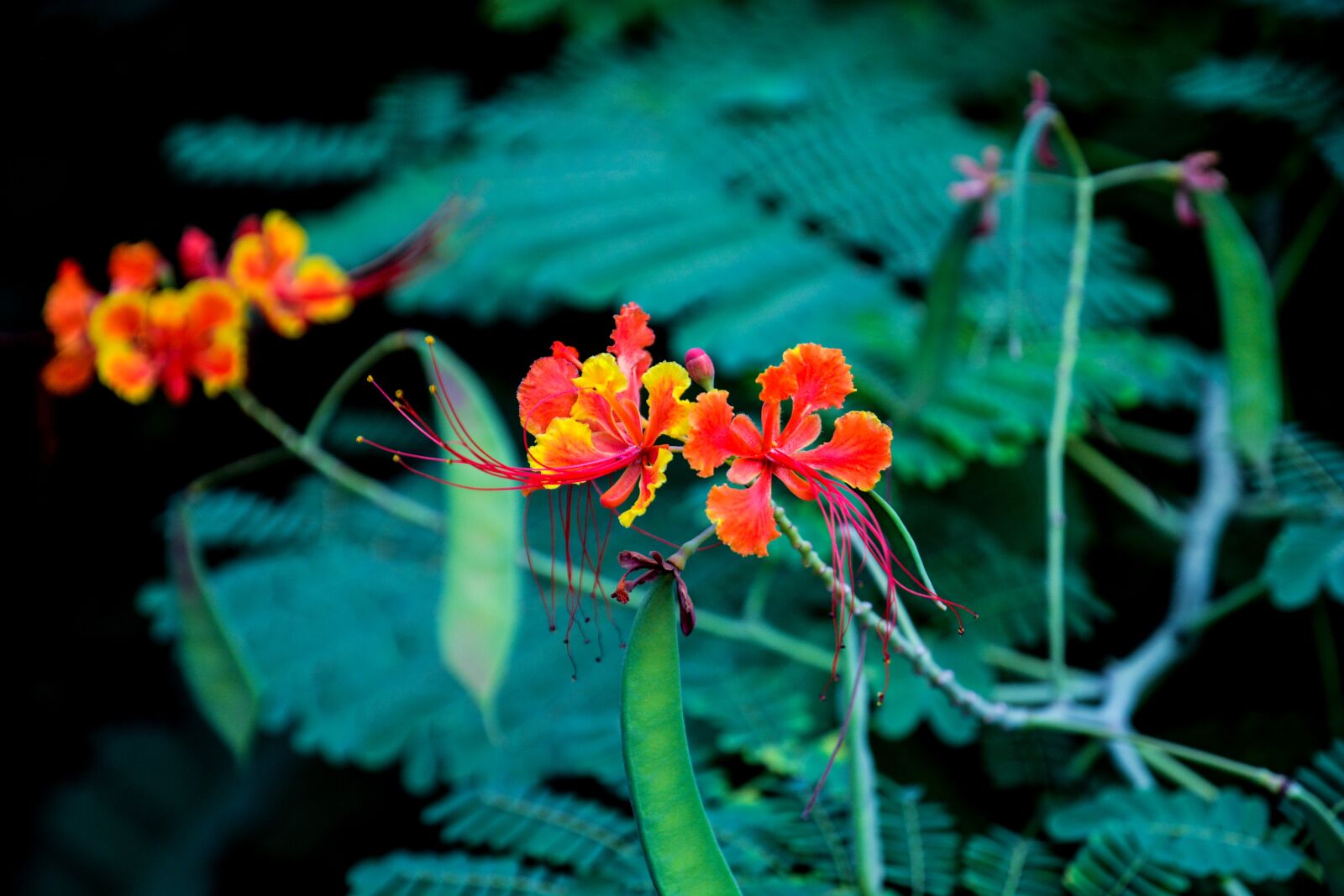 Nikon D7100 sample photo. Flower, spring, garden photography