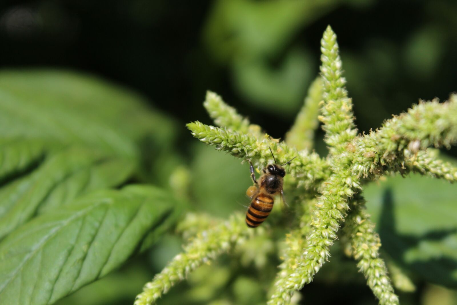 Canon EOS 1100D (EOS Rebel T3 / EOS Kiss X50) sample photo. Bee, amaranth, flowers photography