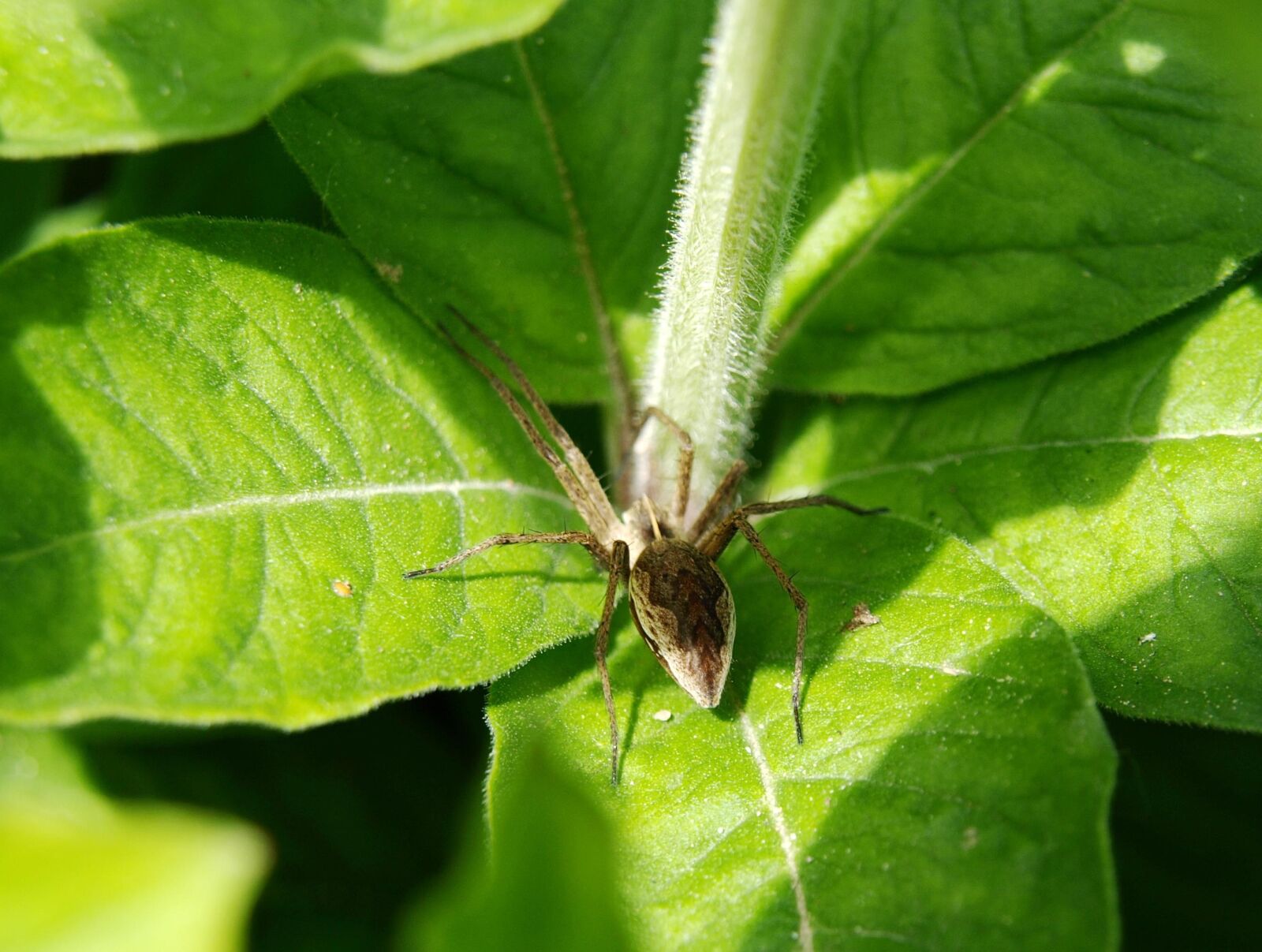 Olympus E-510 (EVOLT E-510) sample photo. Spider, rear view, pattern photography