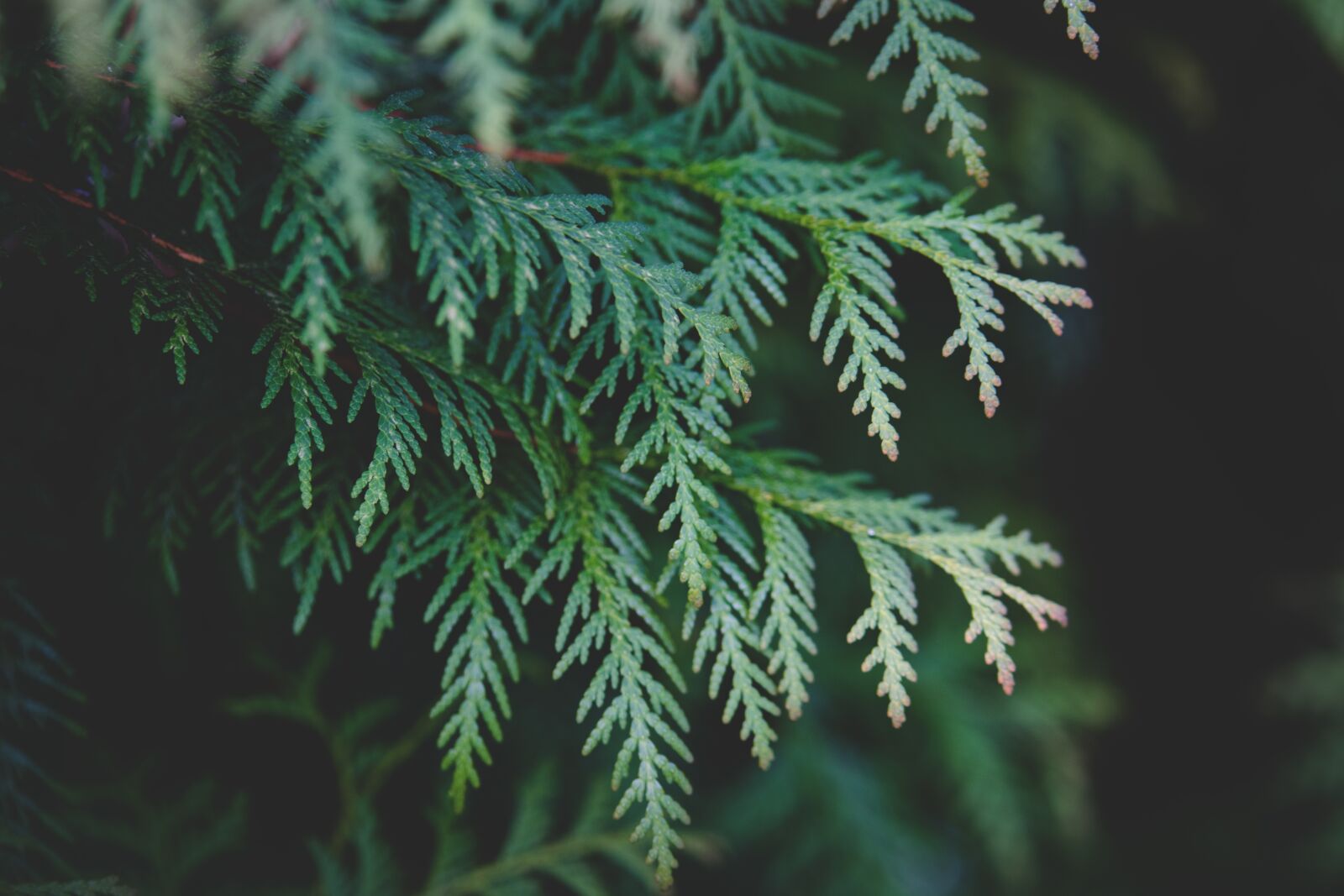 Nikon D5300 sample photo. Thuja, plant, branch photography