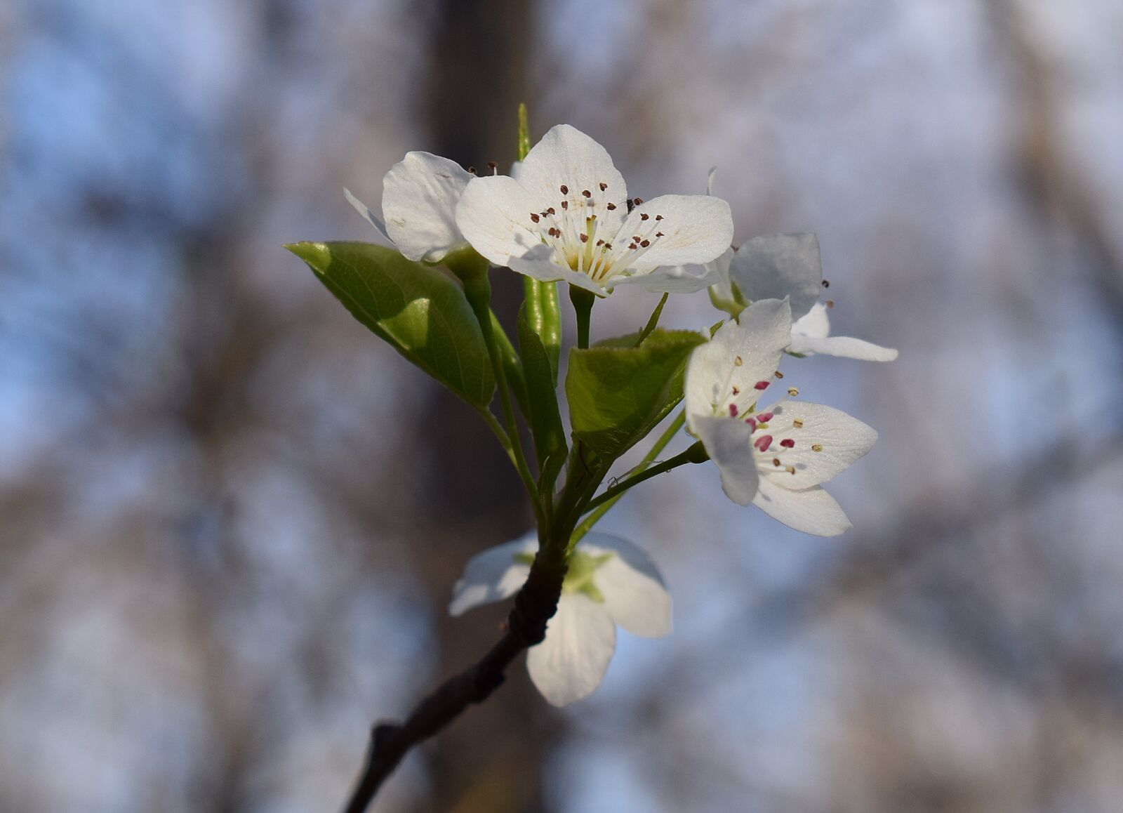 Nikon D3300 sample photo. Wild cherry blossoms, wild photography