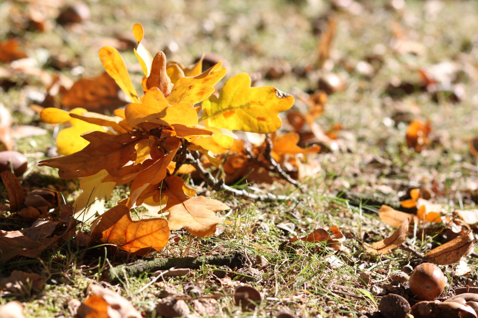 Canon EOS 500D (EOS Rebel T1i / EOS Kiss X3) sample photo. Autumn, foliage, grass photography