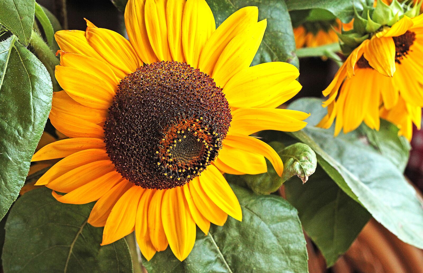 Canon EOS 5D Mark II sample photo. Sunflower, flower, flowering photography