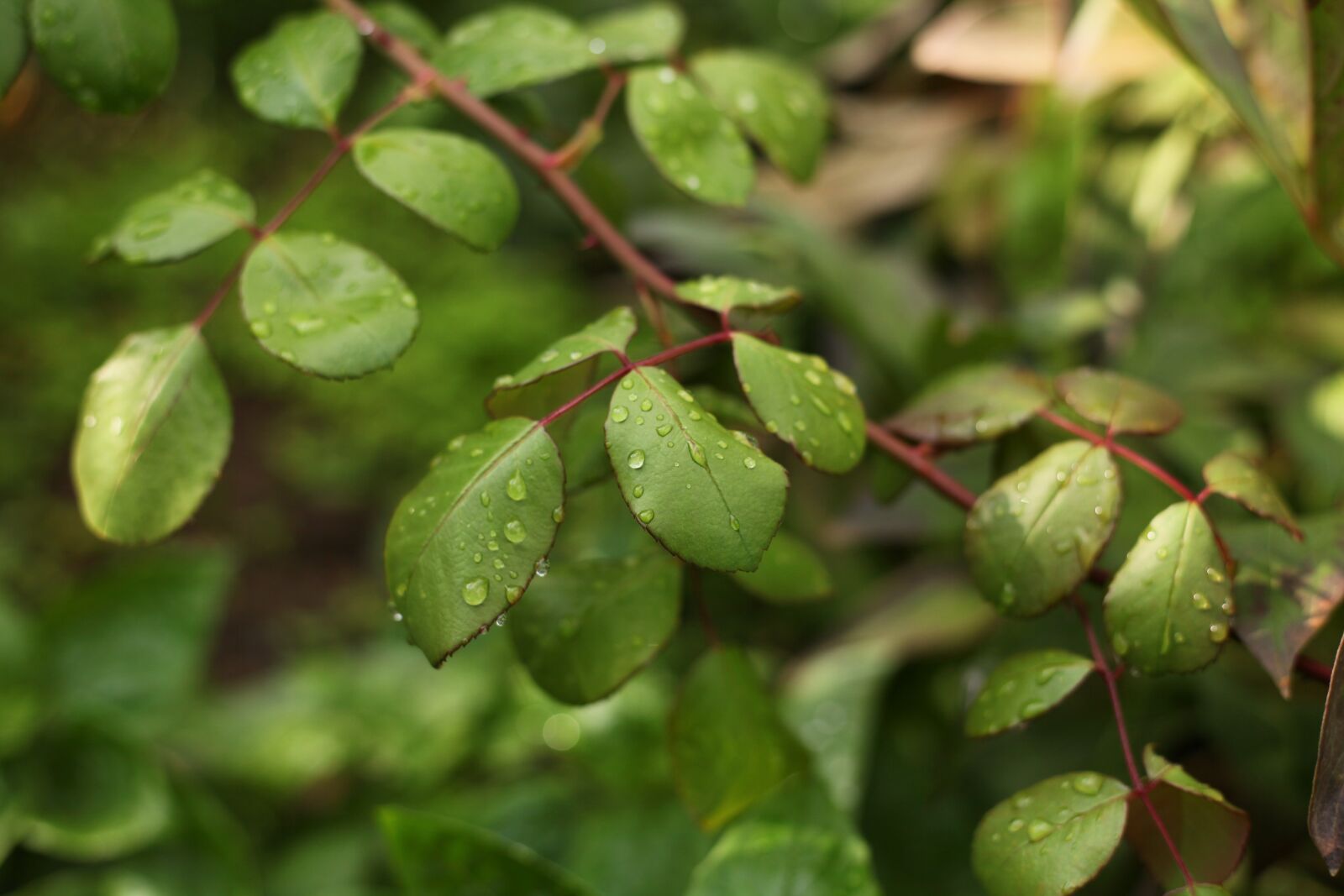 Canon EOS 5D Mark II sample photo. Rain, autumn, nature photography