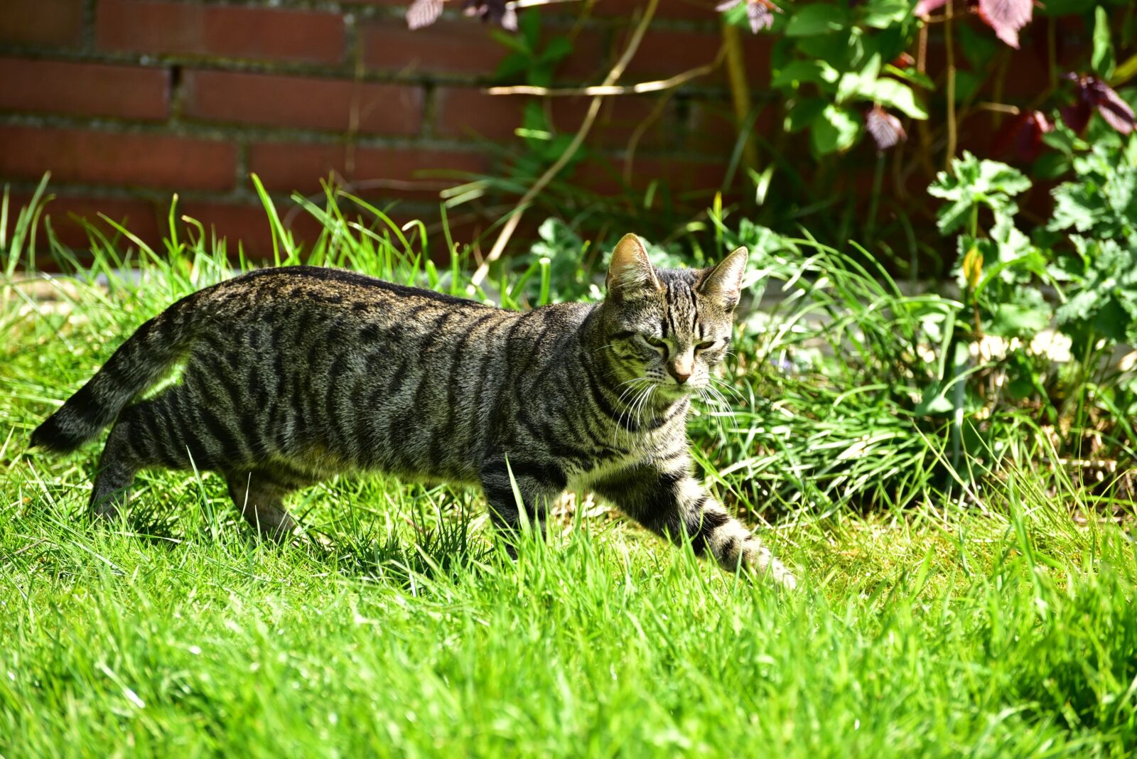 Nikon D750 sample photo. Cat, getiegert, sneak photography