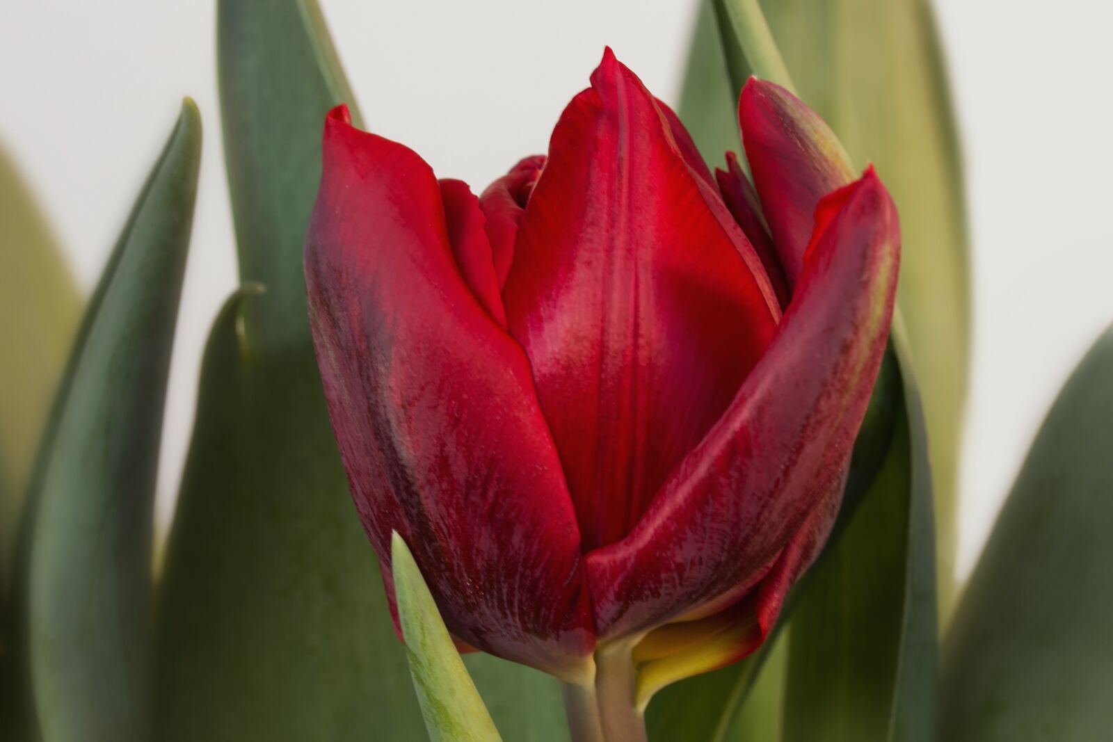 Canon EF-S 60mm F2.8 Macro USM sample photo. Nature, flowers, red photography