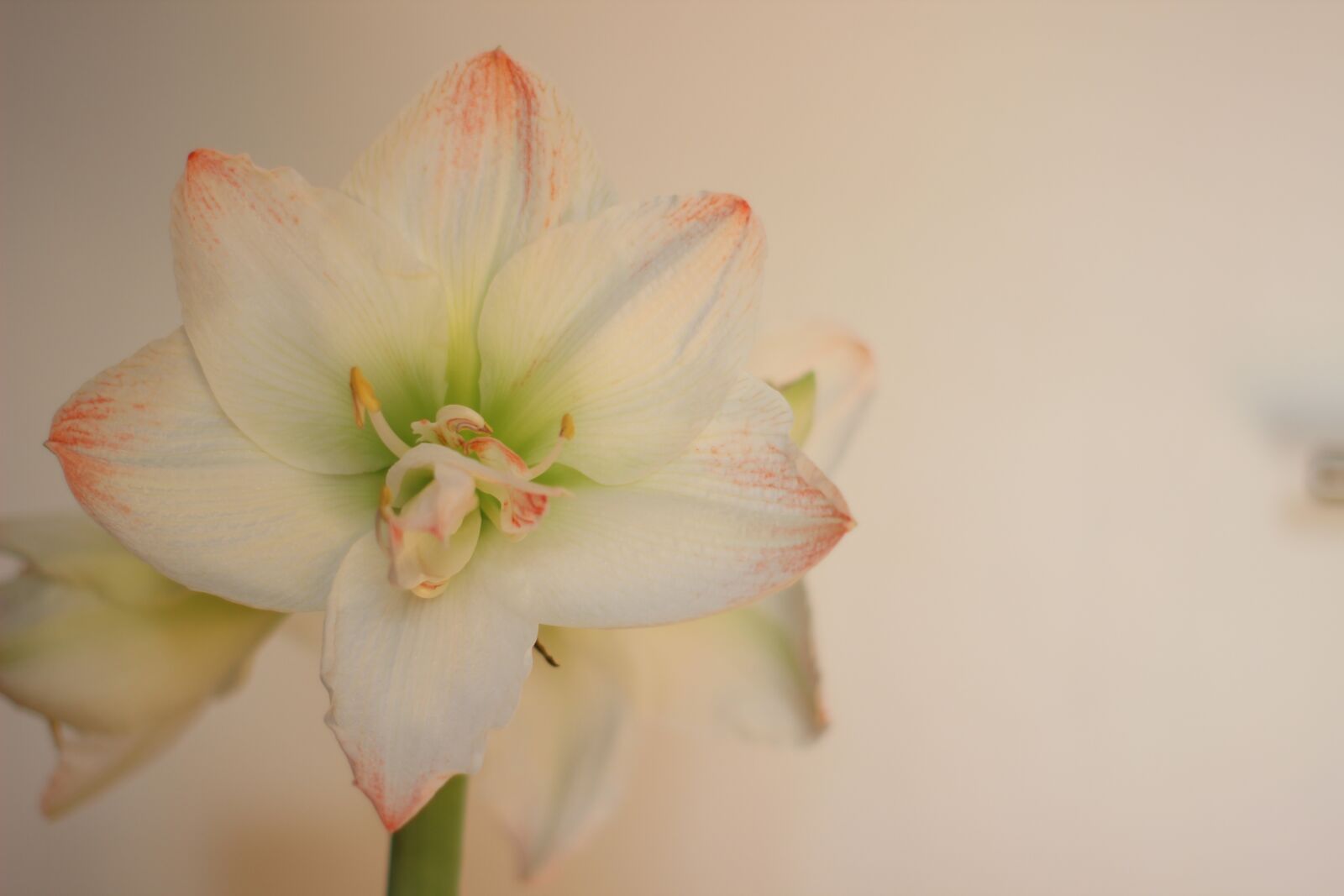 Canon EOS 600D (Rebel EOS T3i / EOS Kiss X5) sample photo. Flower, amaryllis, blossom photography