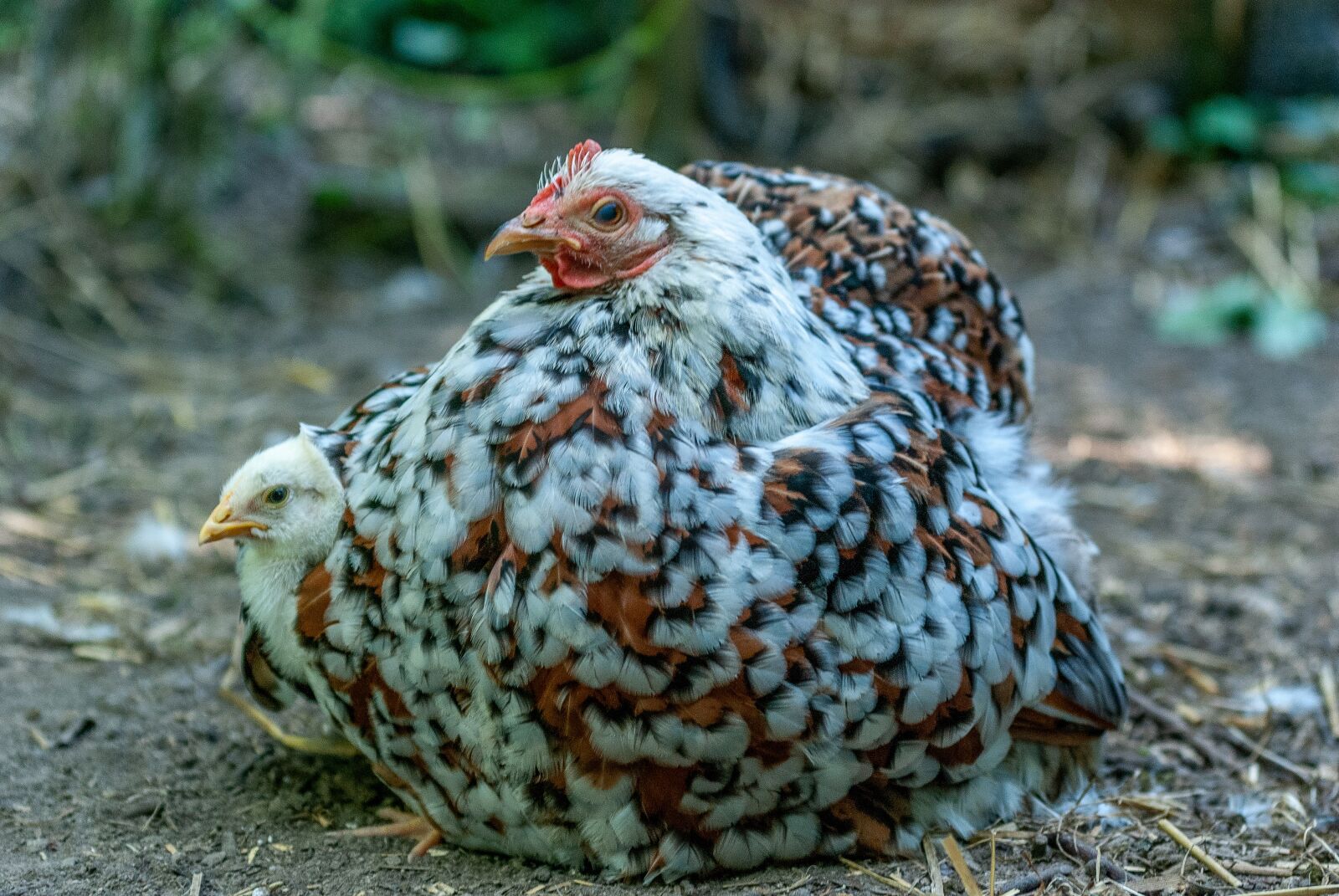Nikon D80 sample photo. Hen, pekin, a thousand photography