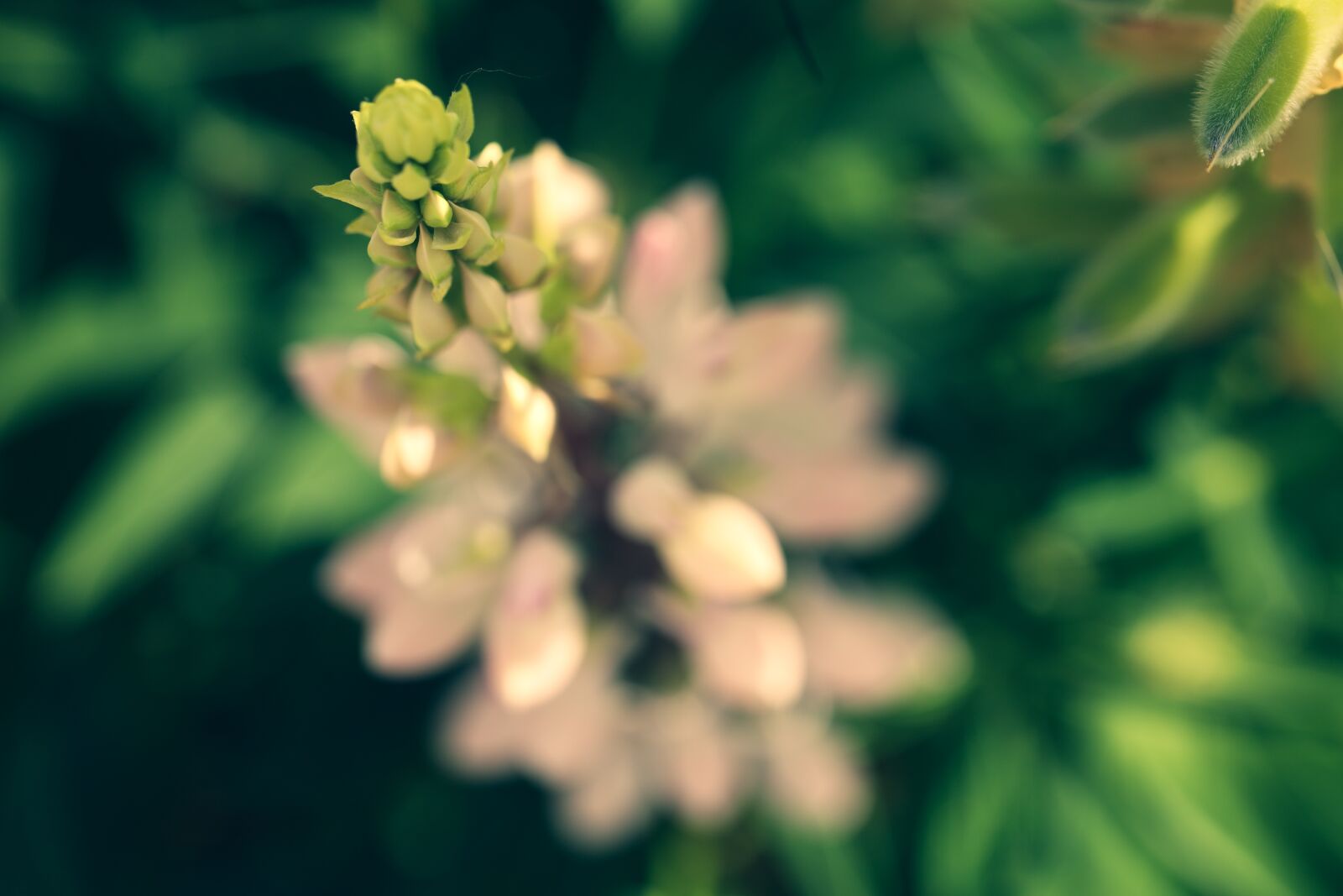 Canon EOS R sample photo. Lupin, flower, nature photography