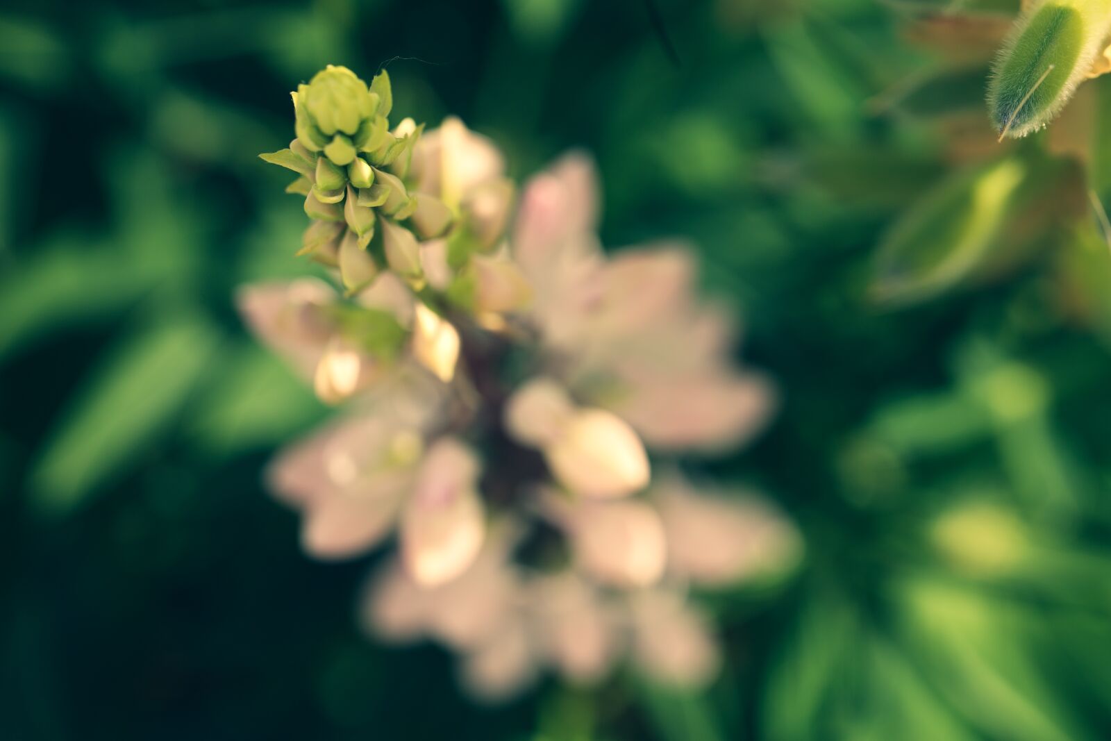 Canon EOS R + Canon EF 100mm F2.8L Macro IS USM sample photo. Lupin, flower, nature photography