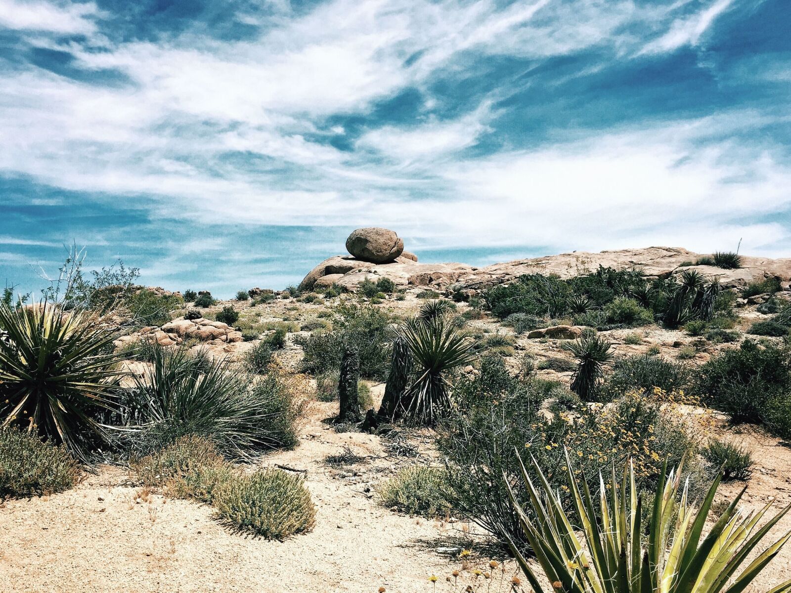 Apple iPhone 6 sample photo. Desert, landscape, plants, cactus photography