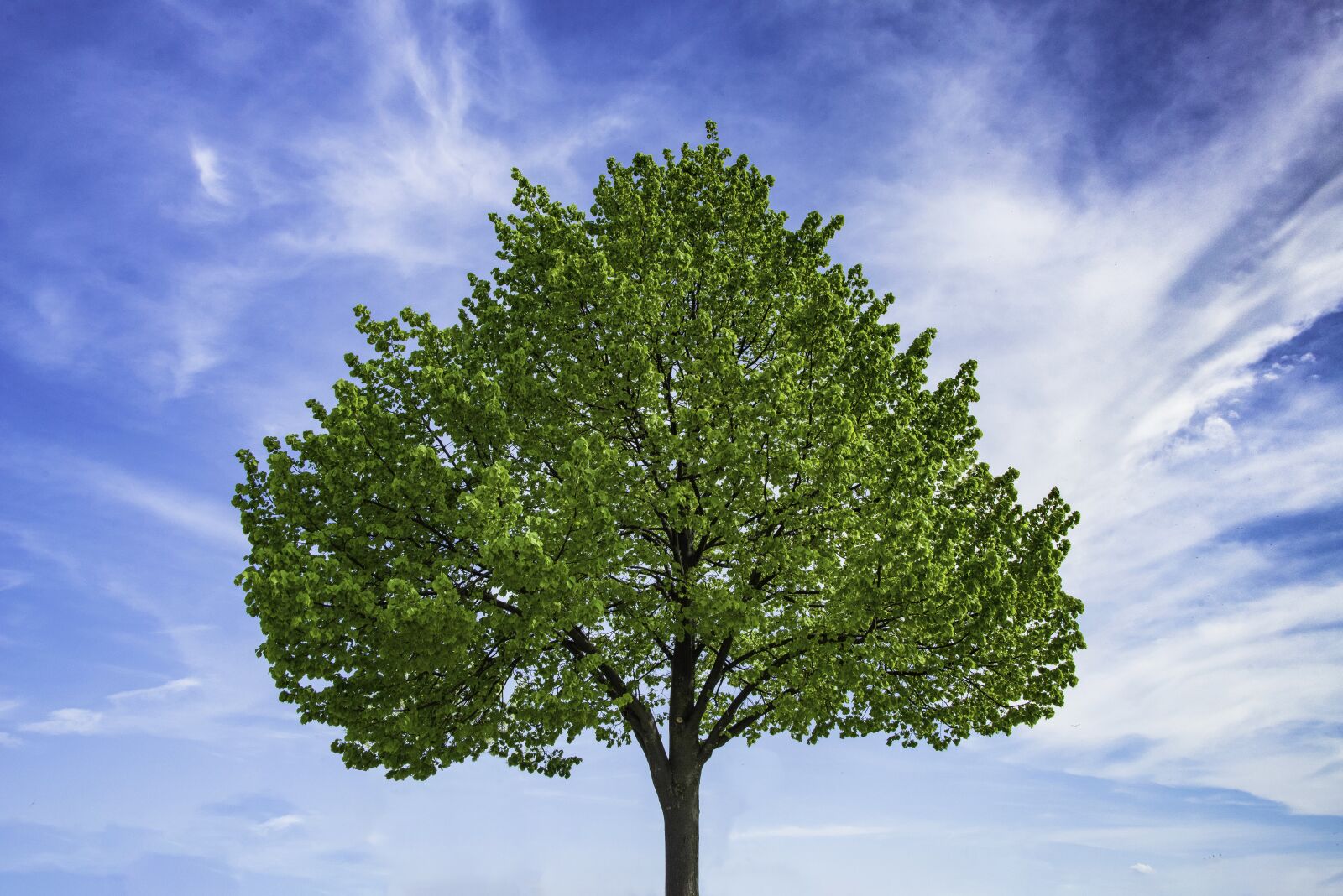 Nikon D800 sample photo. Tree, leaves, foliage photography