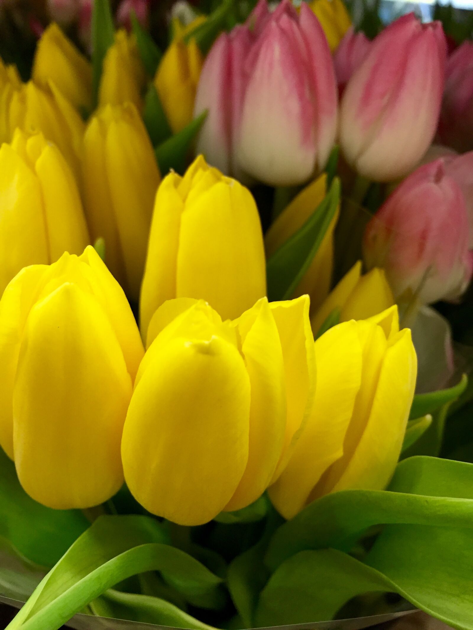iPhone 6 Plus back camera 4.15mm f/2.2 sample photo. Yellow, flower photography