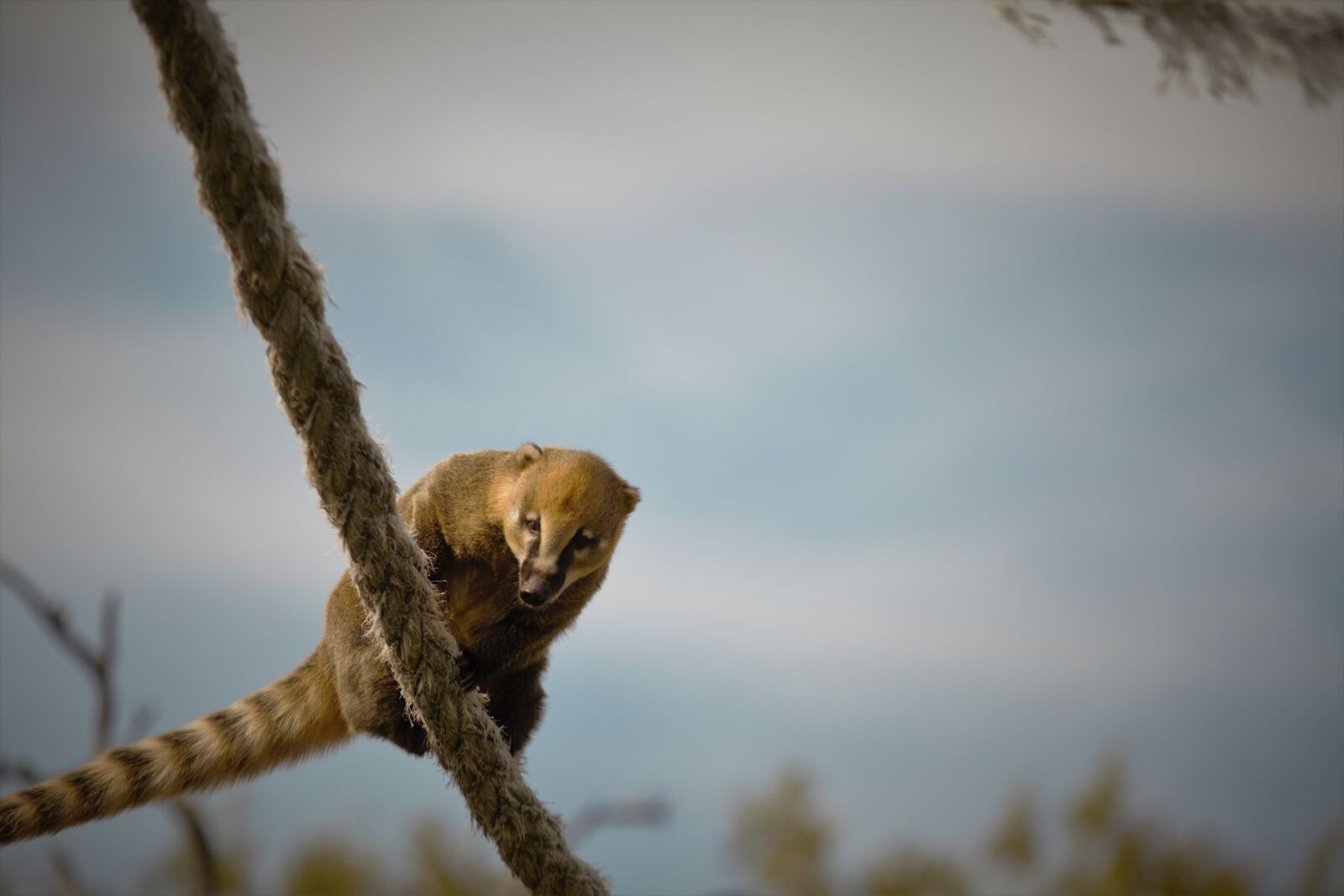 Canon EOS 5D Mark II sample photo. Wild life, winter, nature photography
