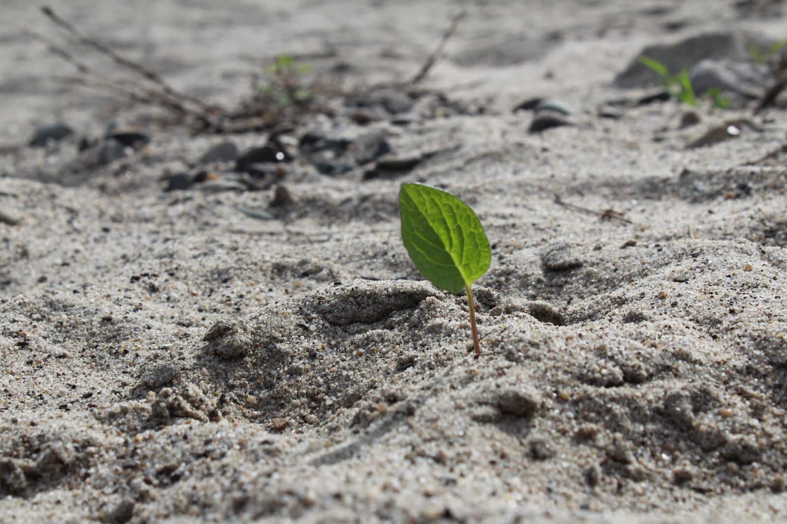 Canon EOS 1300D (EOS Rebel T6 / EOS Kiss X80) sample photo. Beach, leaf, nature photography