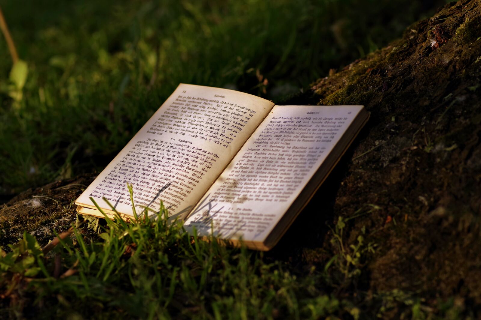 Pentax K-S2 sample photo. Book, read, park photography