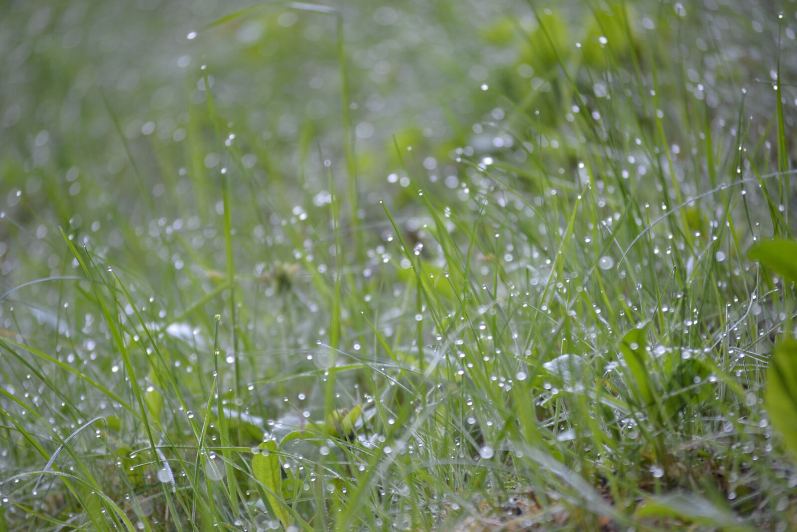 Nikon D3100 sample photo. Herbs, dew, green photography