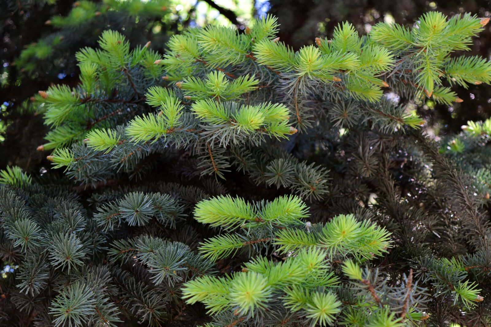Nikon D5300 sample photo. Christmas tree, tree, green photography