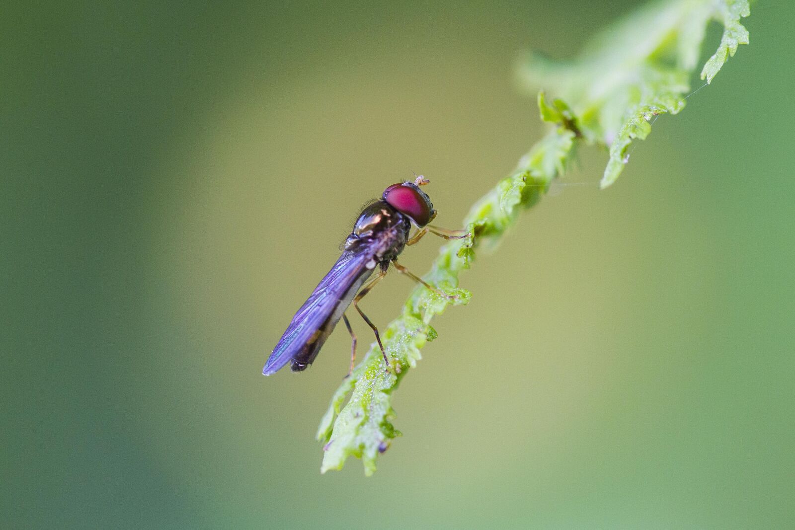 Canon EOS 7D sample photo. Nature, animals, animal world photography