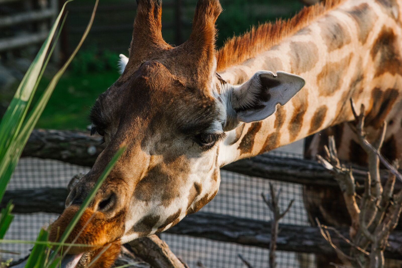 Canon EOS 60D sample photo. Prague, zoo, giraffe photography