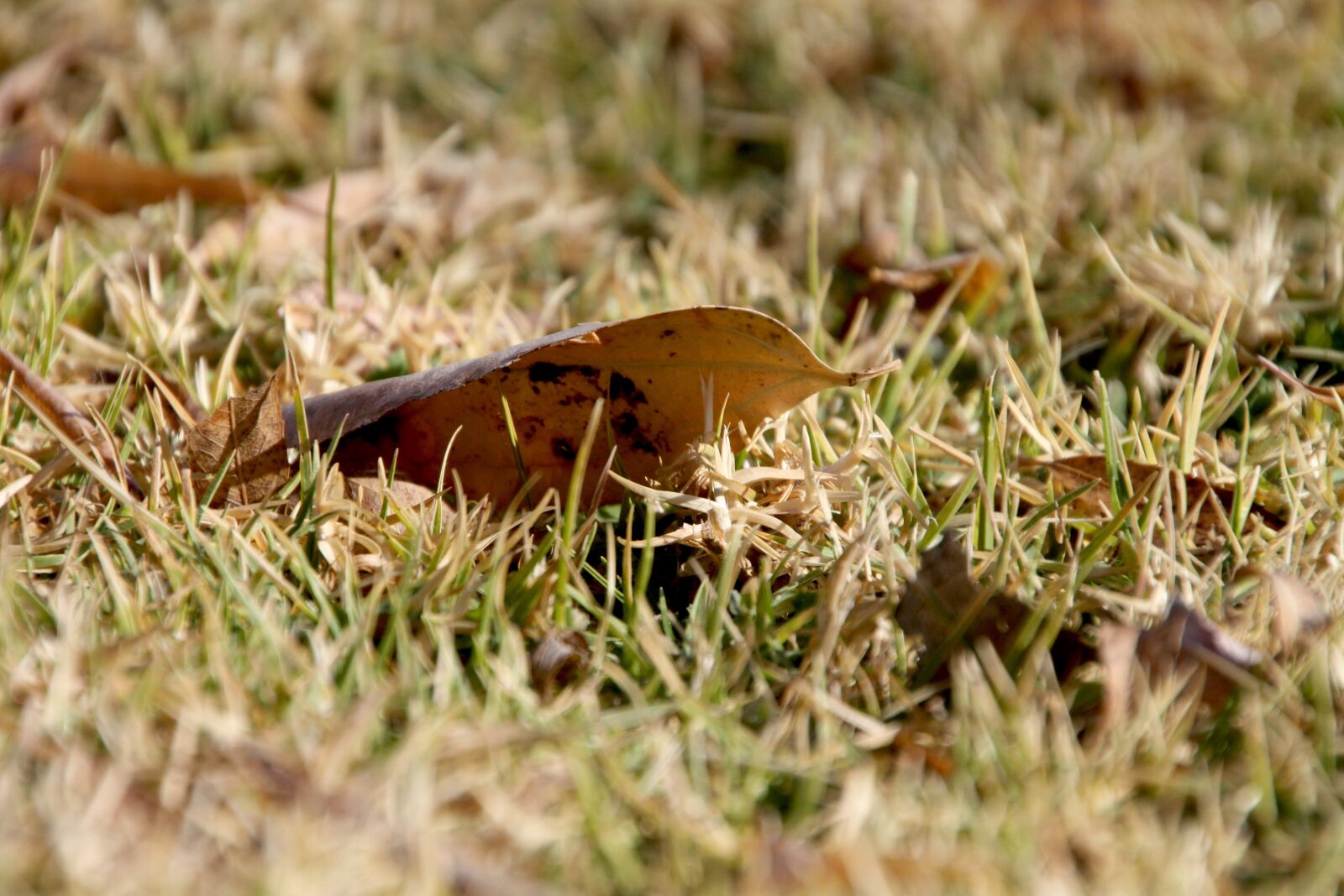 Canon EOS 50D sample photo. Leaves, grass, win photography