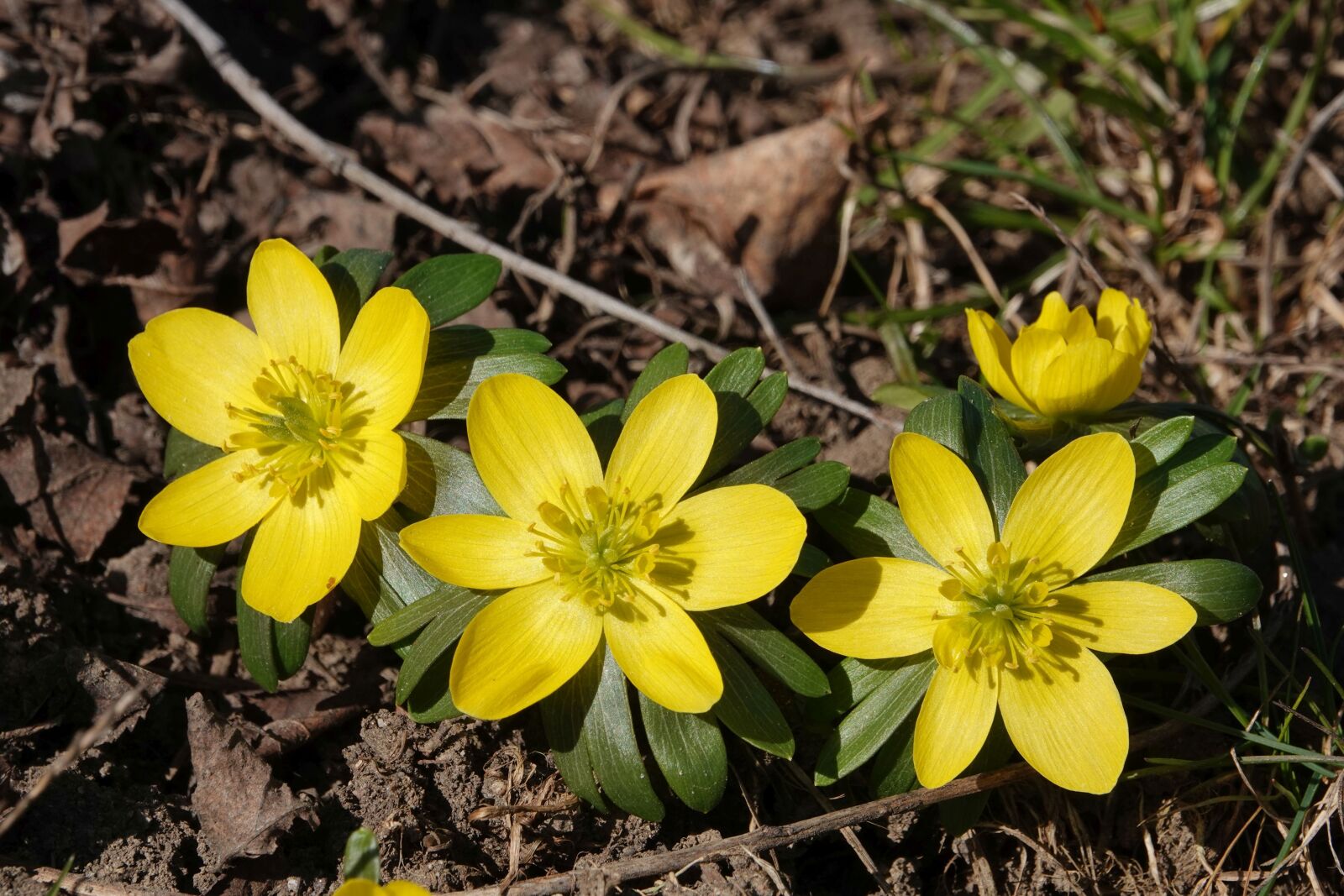 Sony Cyber-shot DSC-RX10 IV sample photo. Winterling, close up, yellow photography