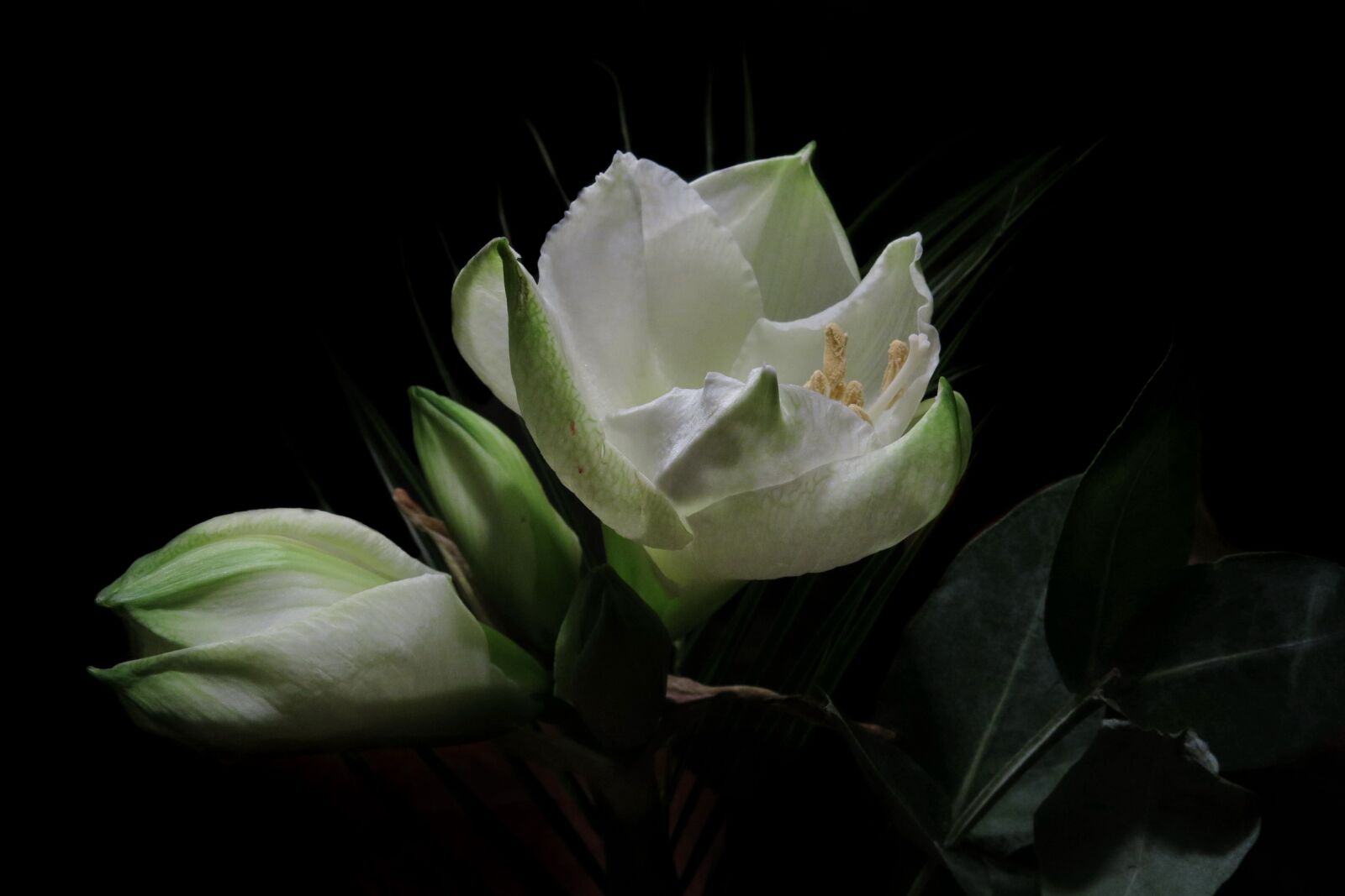 Canon PowerShot G15 sample photo. Knights star, intokasie, blossom photography